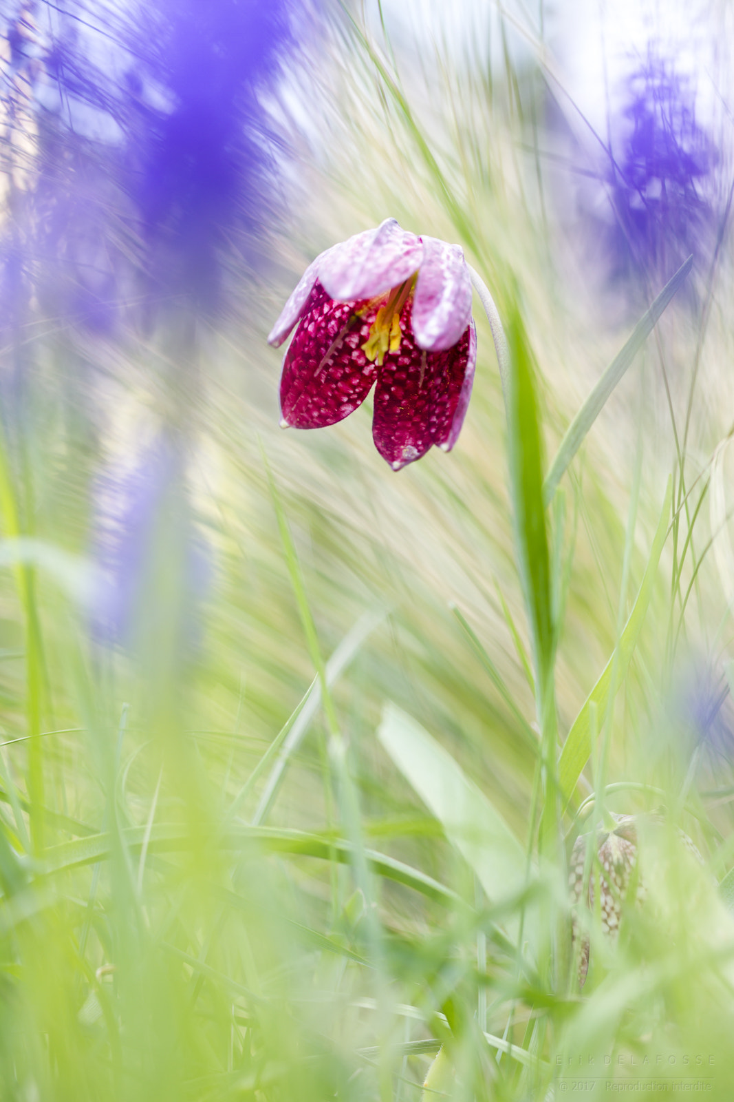 Canon EF 100mm F2.8 Macro USM sample photo. Fritilaire pintade photography