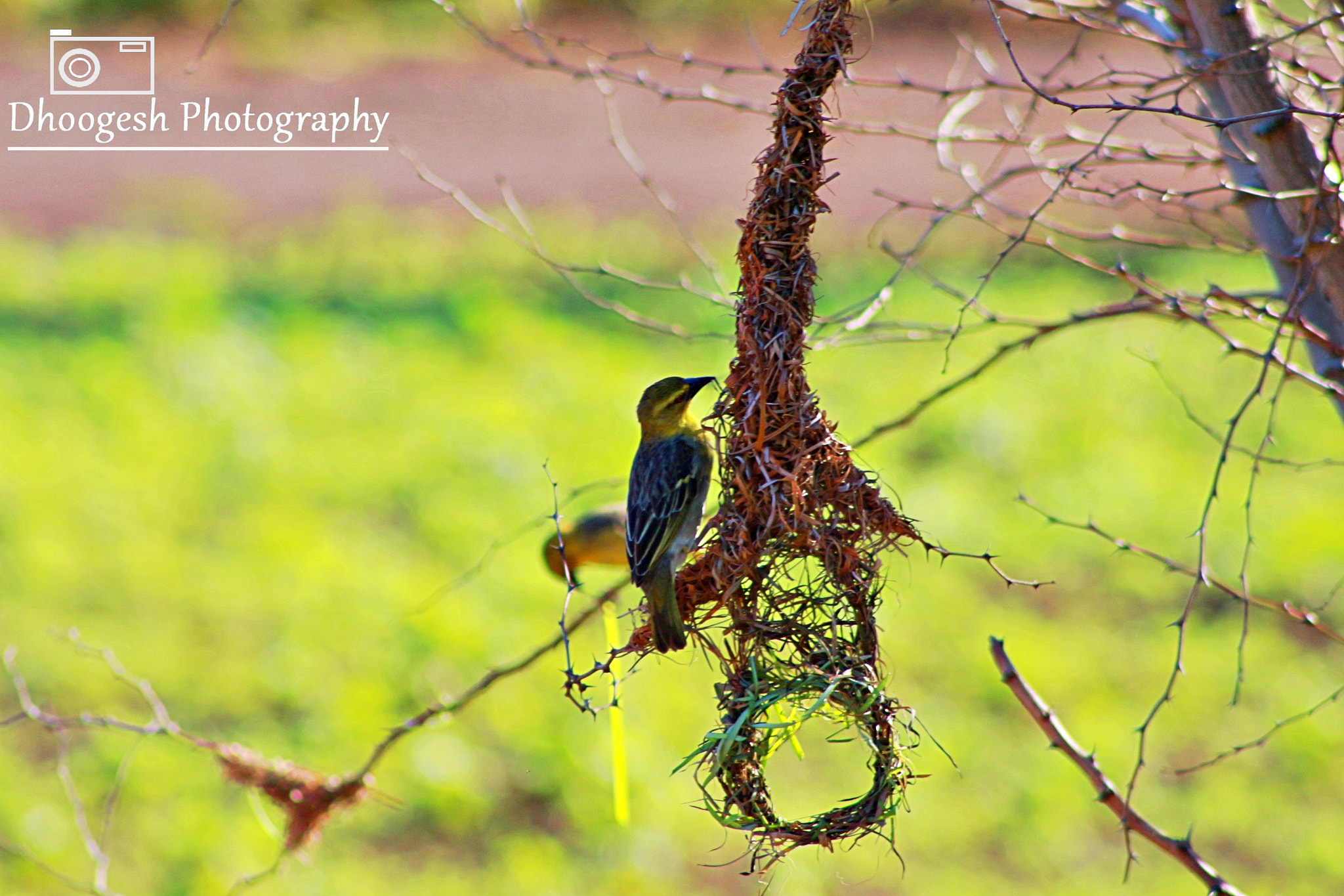 Canon EOS 700D (EOS Rebel T5i / EOS Kiss X7i) + EF75-300mm f/4-5.6 sample photo. Bird on work mode photography