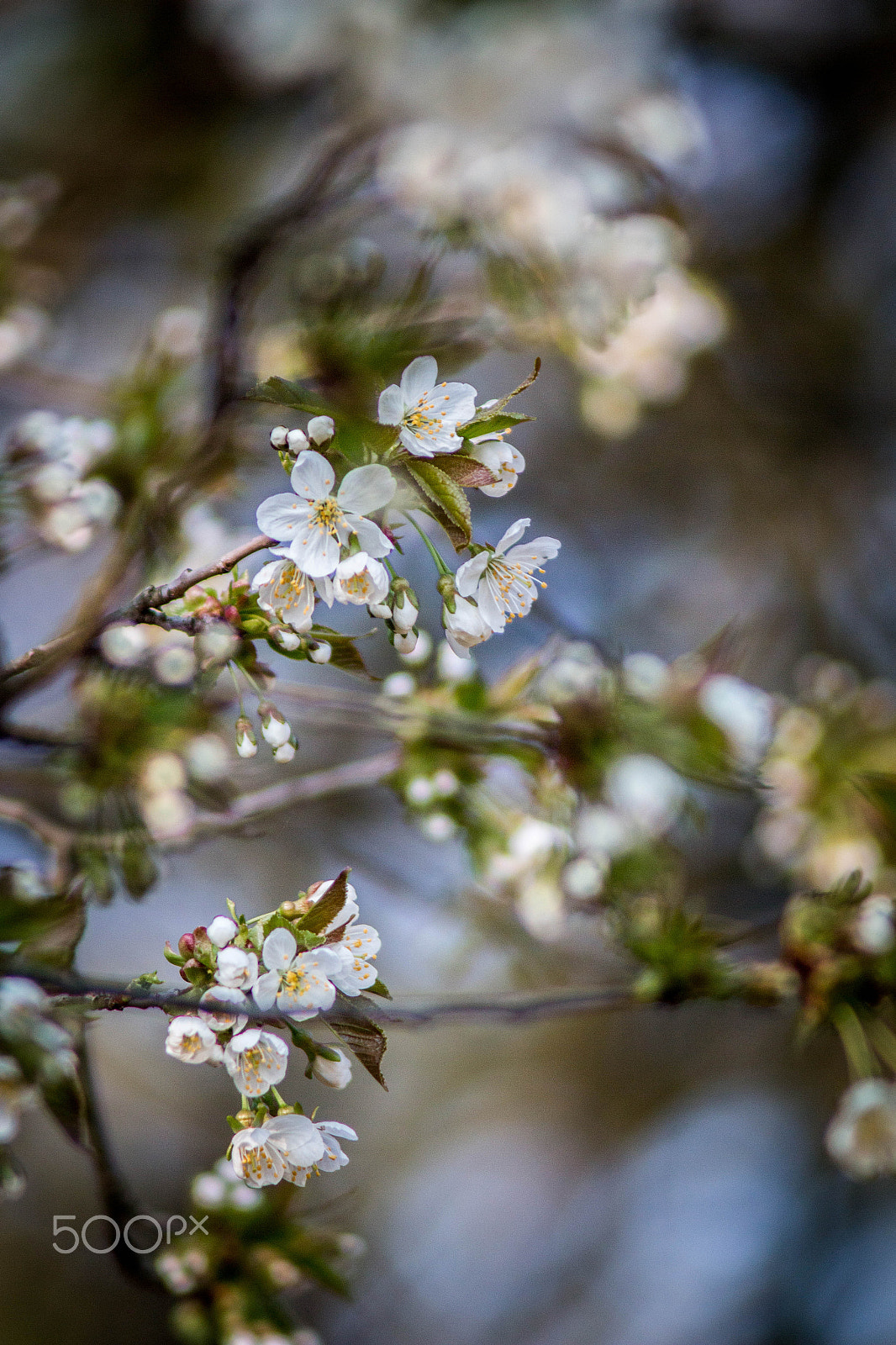 Canon EOS 70D + Canon EF 35-80mm f/4-5.6 sample photo. Spring! photography