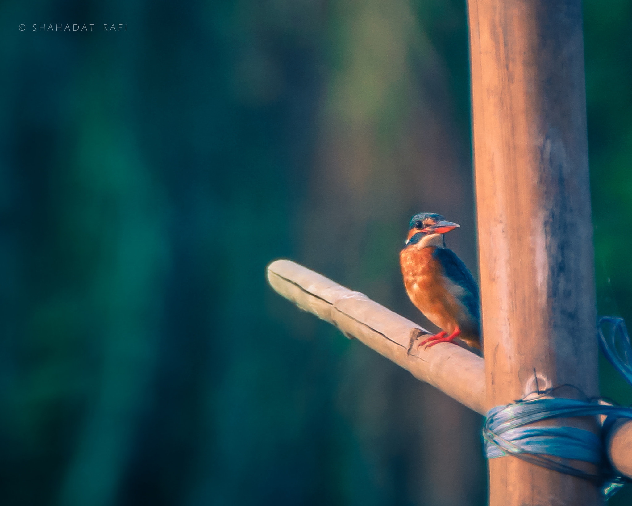 Tamron SP 35mm F1.8 Di VC USD sample photo. King fisher photography