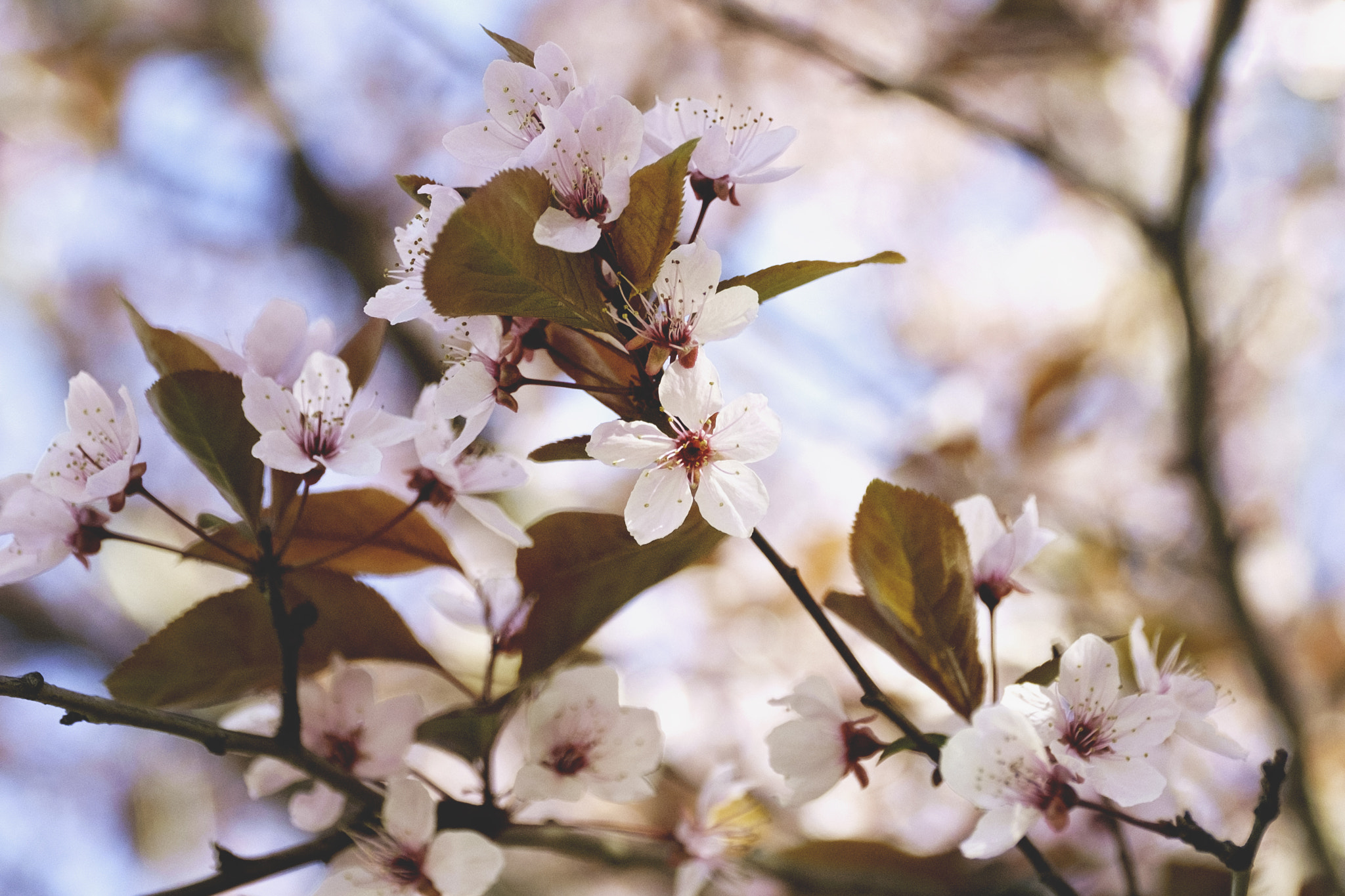 Fujifilm X-Pro1 sample photo. Spring photography