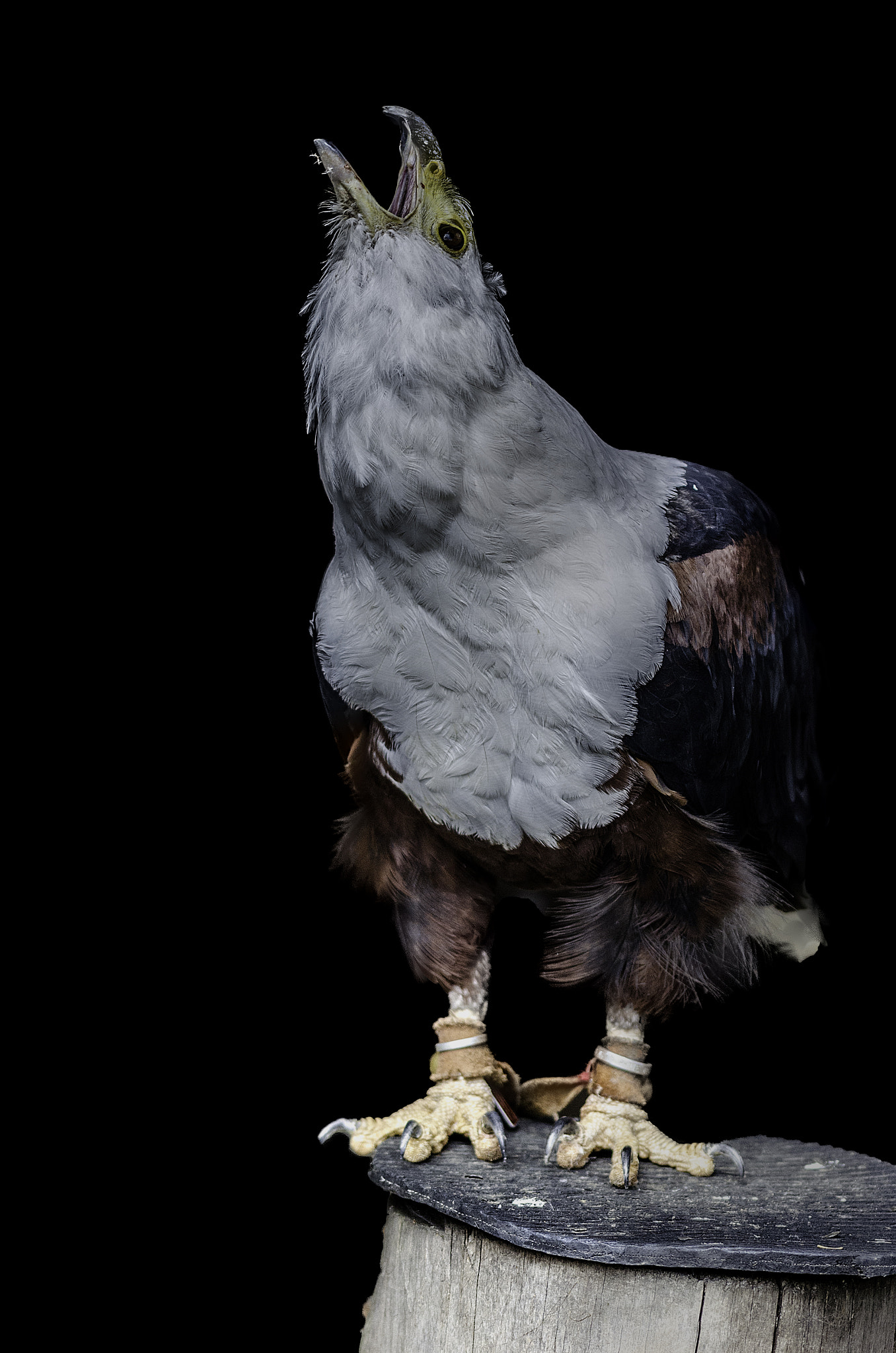 Sigma 105mm F2.8 EX DG OS HSM sample photo. Schreiseeadler photography