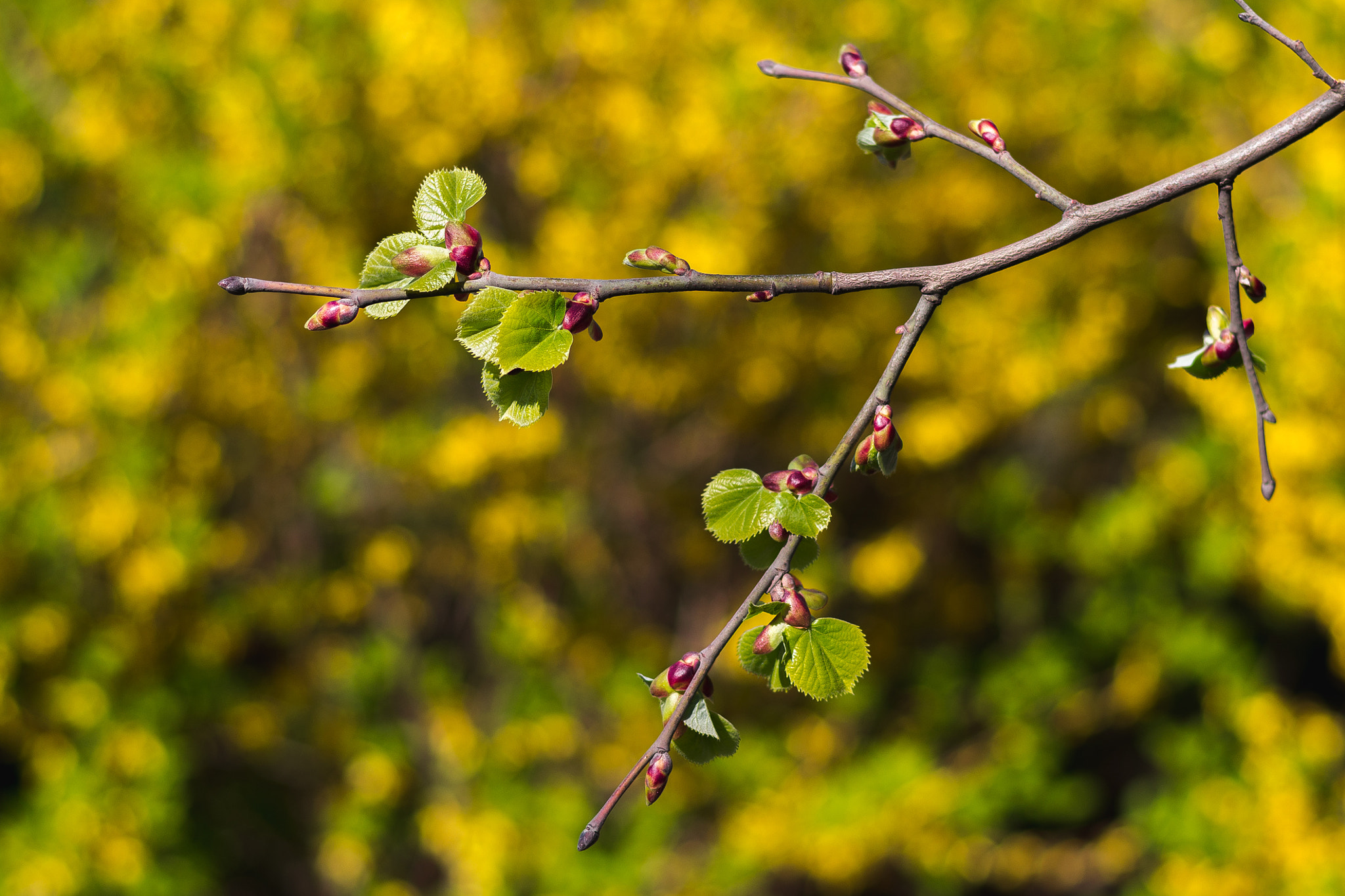 Nikon D3100 sample photo. Here comes the spring... photography