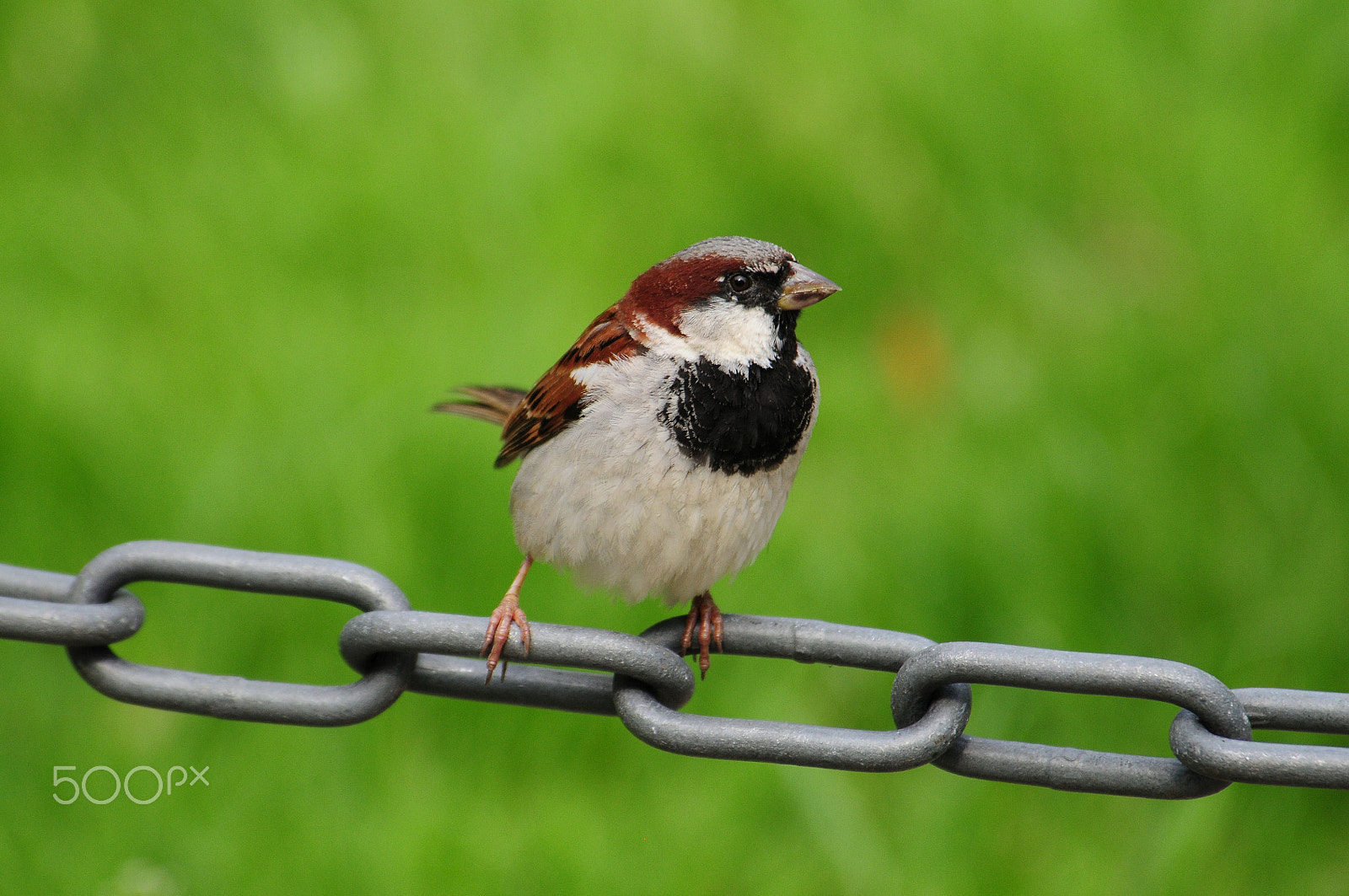 Nikon D300 sample photo. Mr. sparrow photography