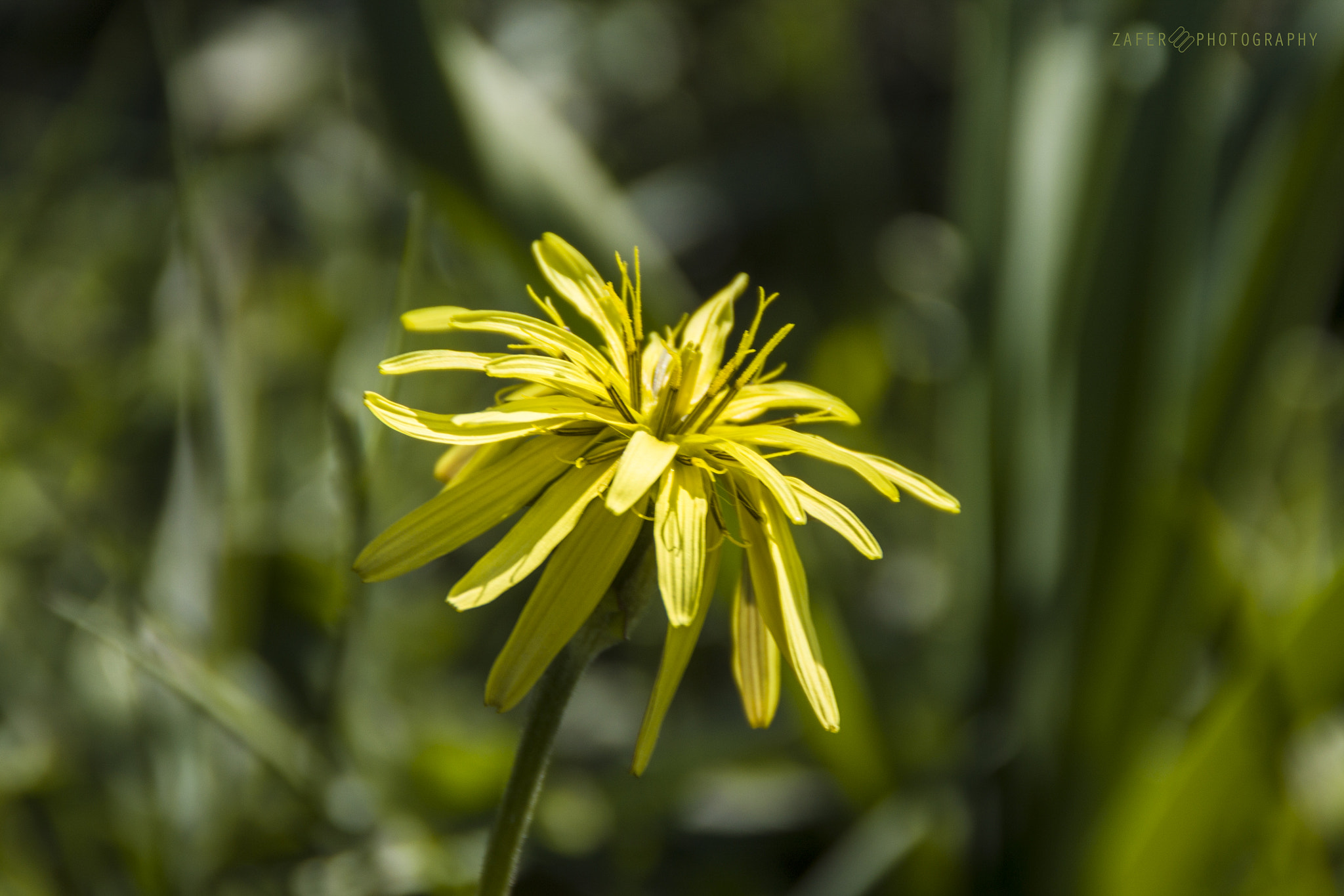 Canon EOS 1100D (EOS Rebel T3 / EOS Kiss X50) sample photo. Wild yellow photography