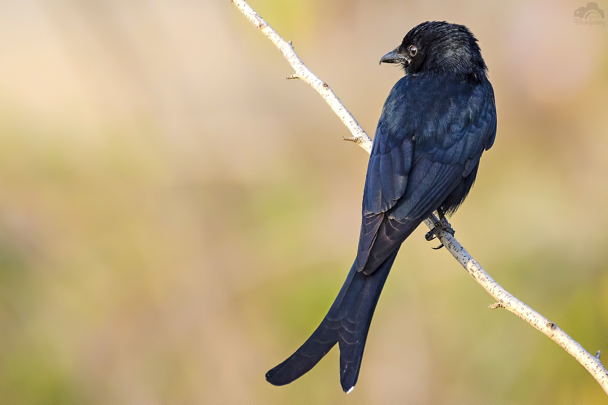 Nikon D7000 sample photo. Black drongo photography