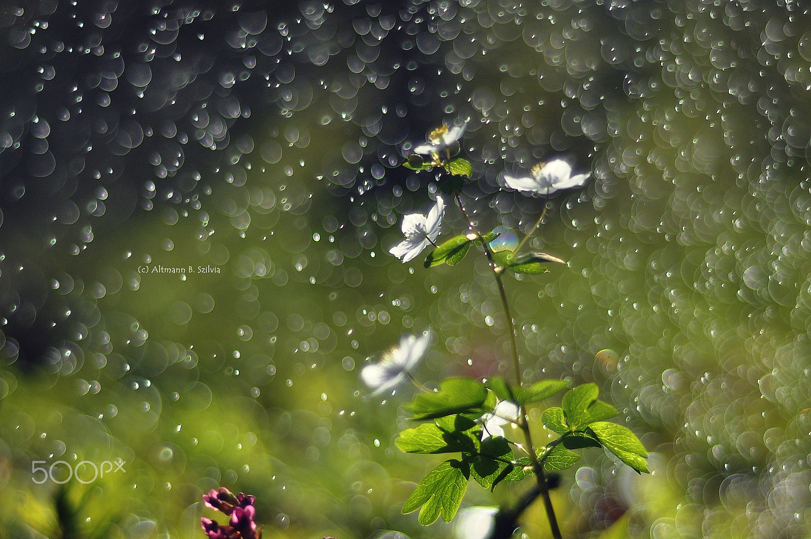 Nikon D90 + Nikon AF Nikkor 50mm F1.8D sample photo. * photography