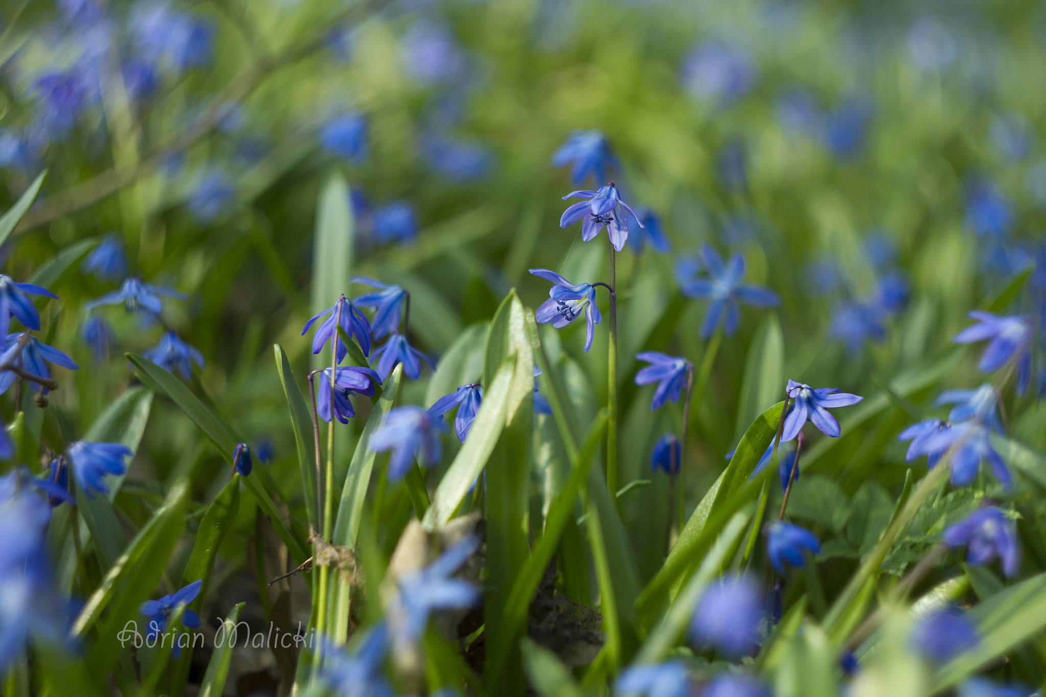 Canon EF 35-80mm f/4-5.6 sample photo. Blue  photography