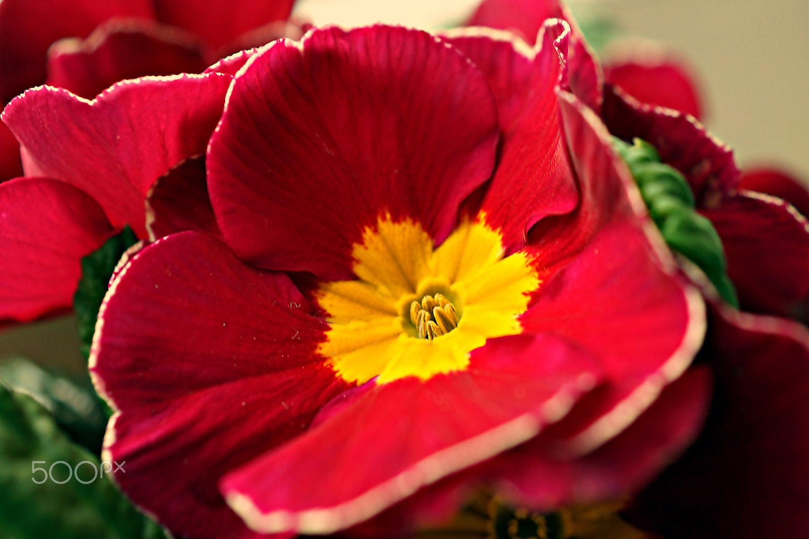 Sony SLT-A58 + Sony DT 30mm F2.8 Macro SAM sample photo. ***primula*** photography