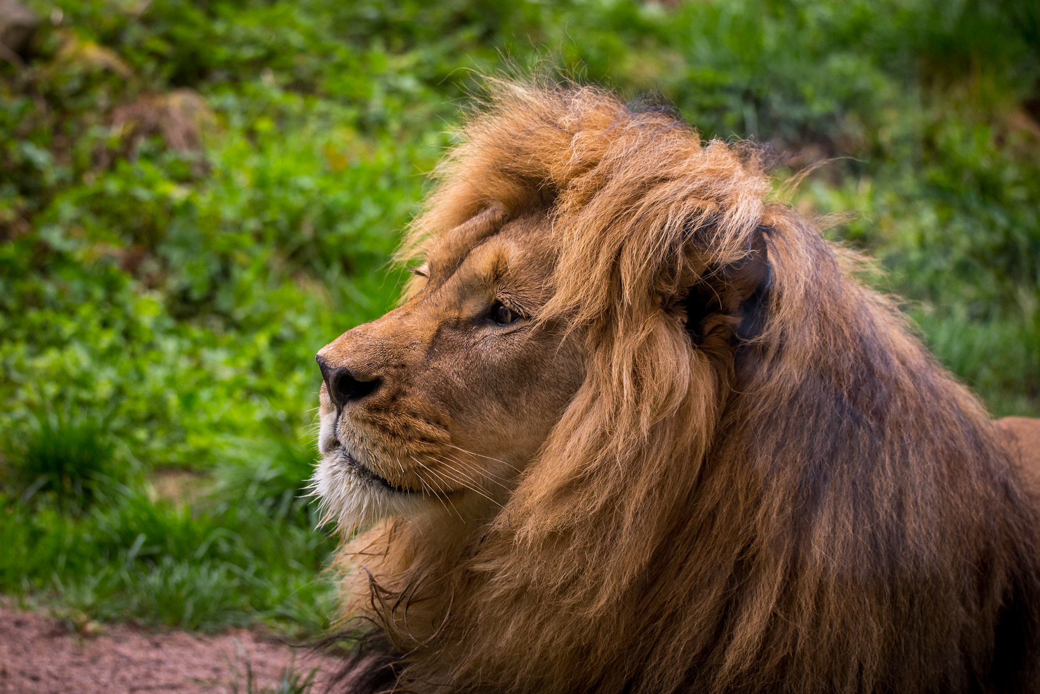 Sigma 150-600mm F5-6.3 DG OS HSM | C sample photo. Joco photography