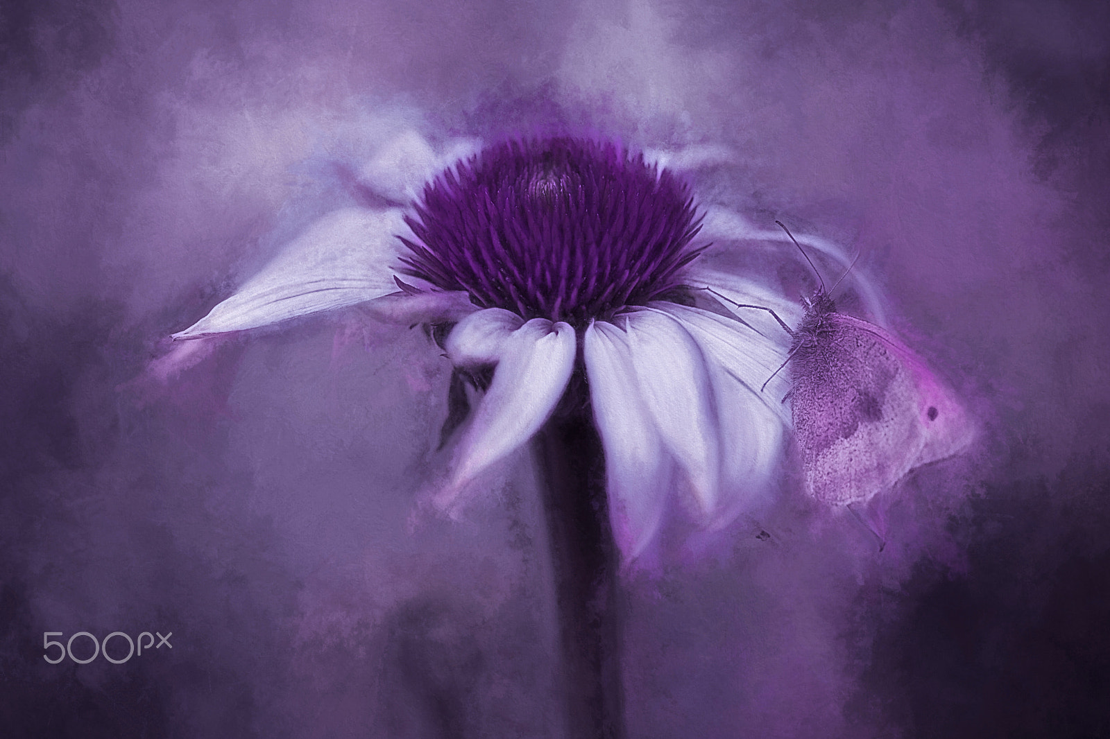 Canon EF 100mm F2.8 Macro USM sample photo. Echinacea photography