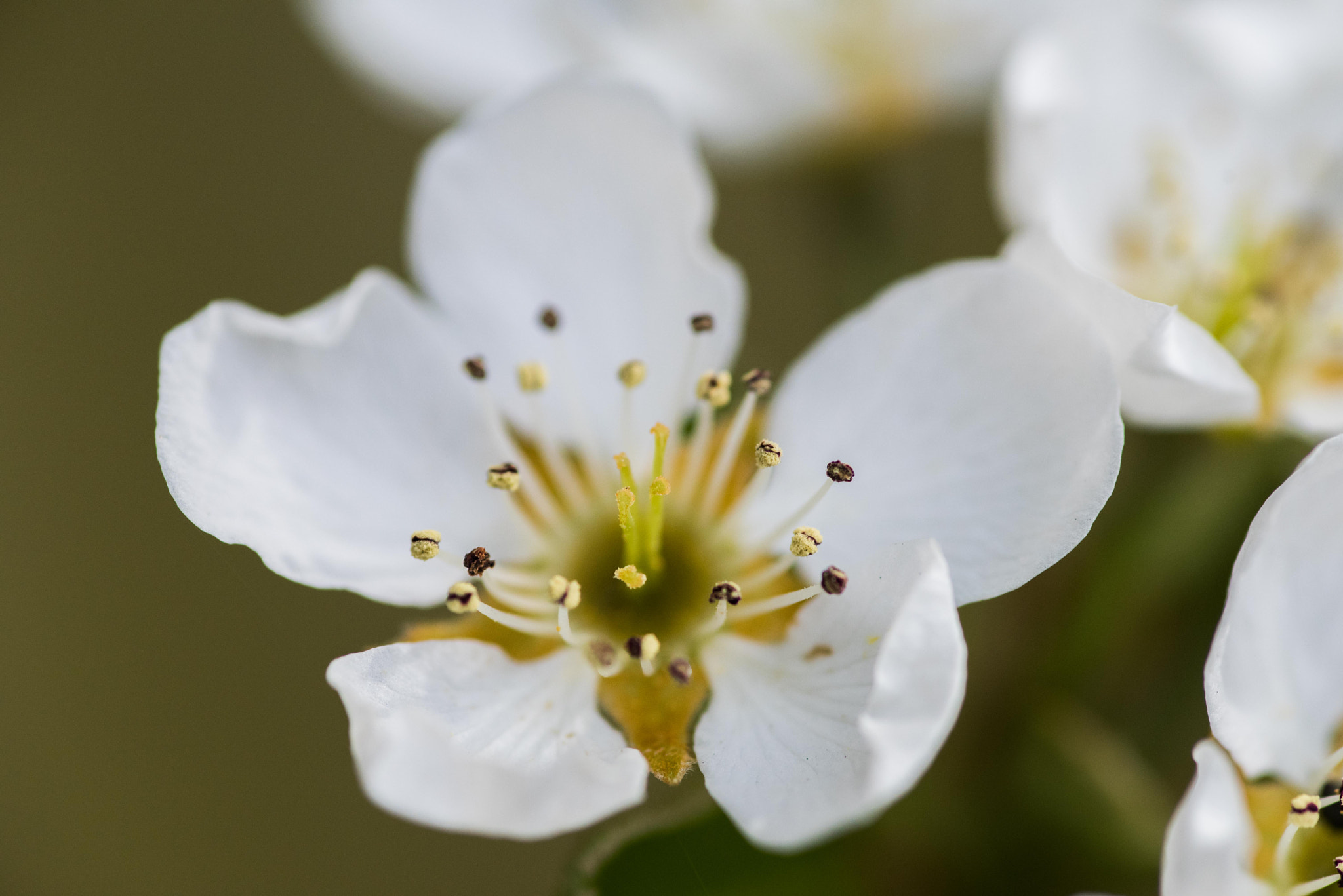 Nikon D750 sample photo. Pear blossom ii photography