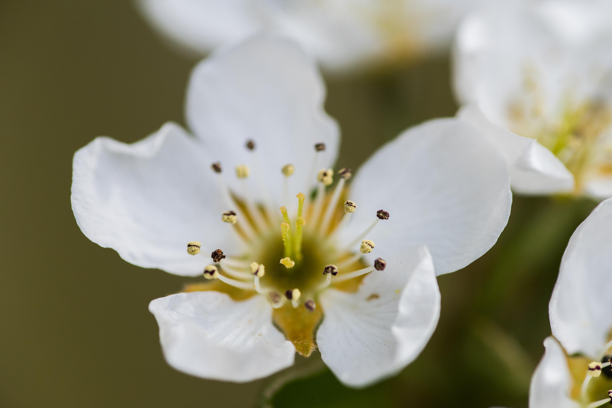 Nikon D750 + Tokina AT-X Pro 100mm F2.8 Macro sample photo. Pear blossom ii photography