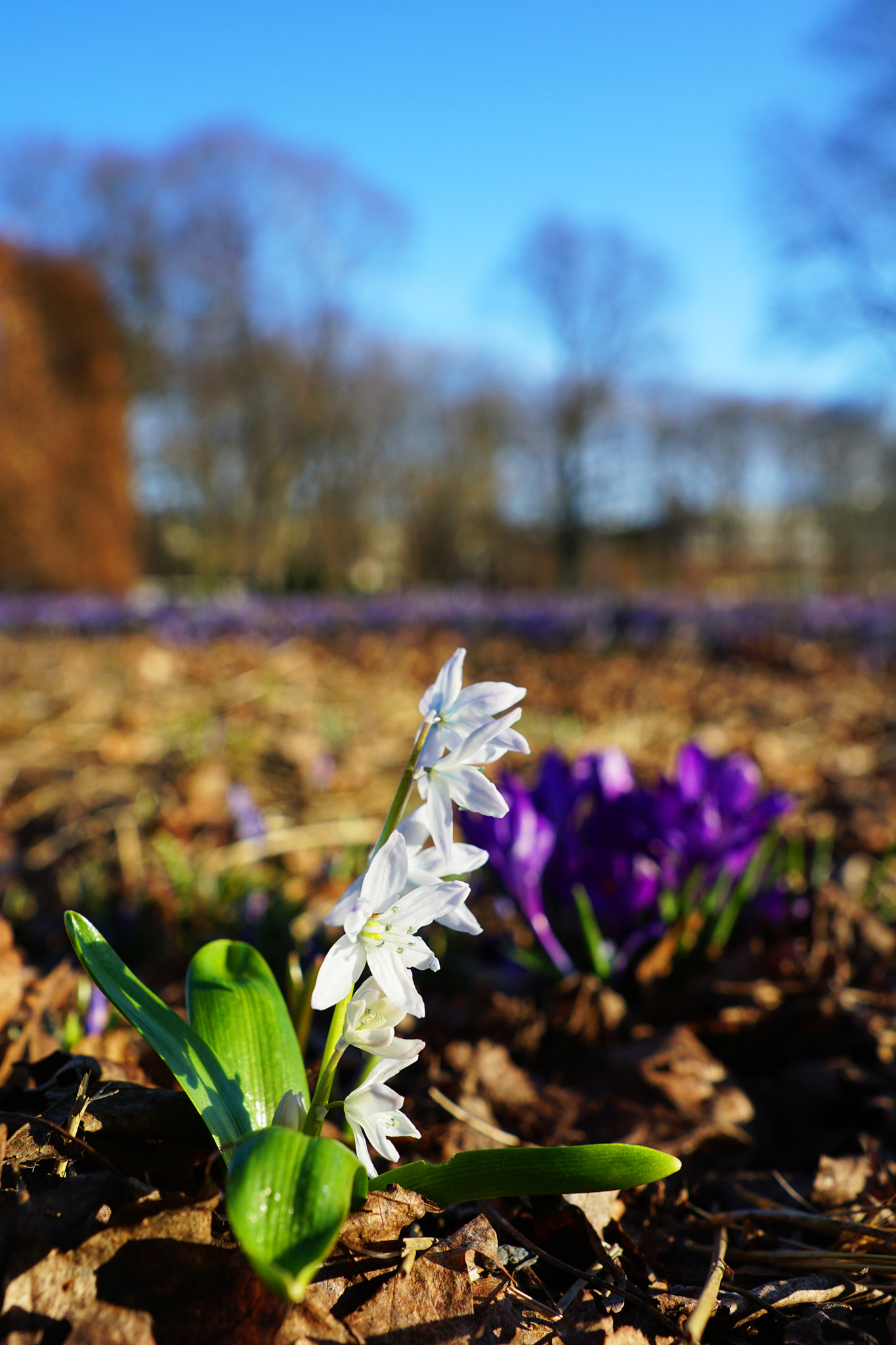 Sony ILCA-77M2 sample photo. Dream park awakes photography