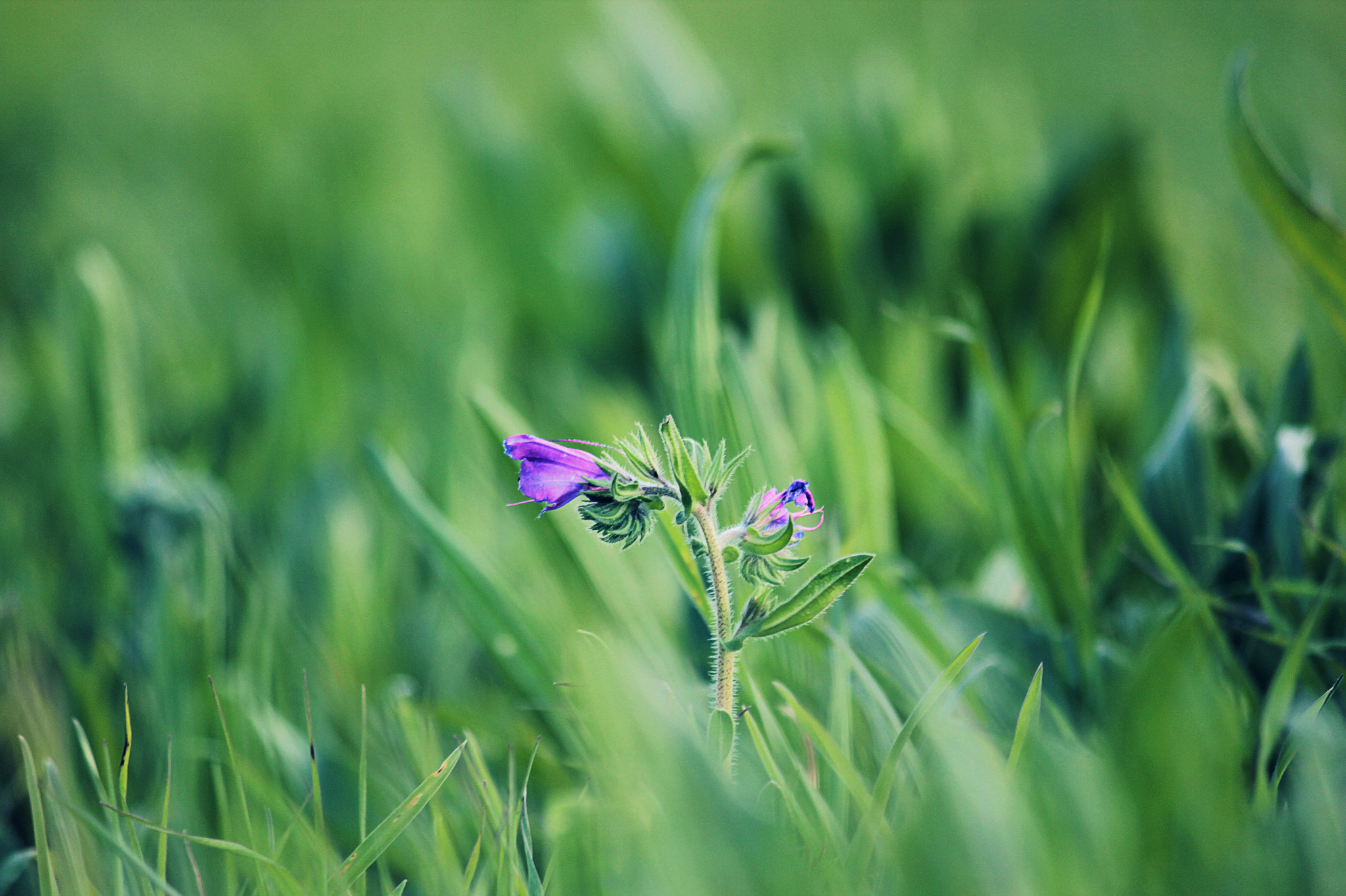 Canon EF-S 55-250mm F4-5.6 IS sample photo. Flower in the herbs. photography