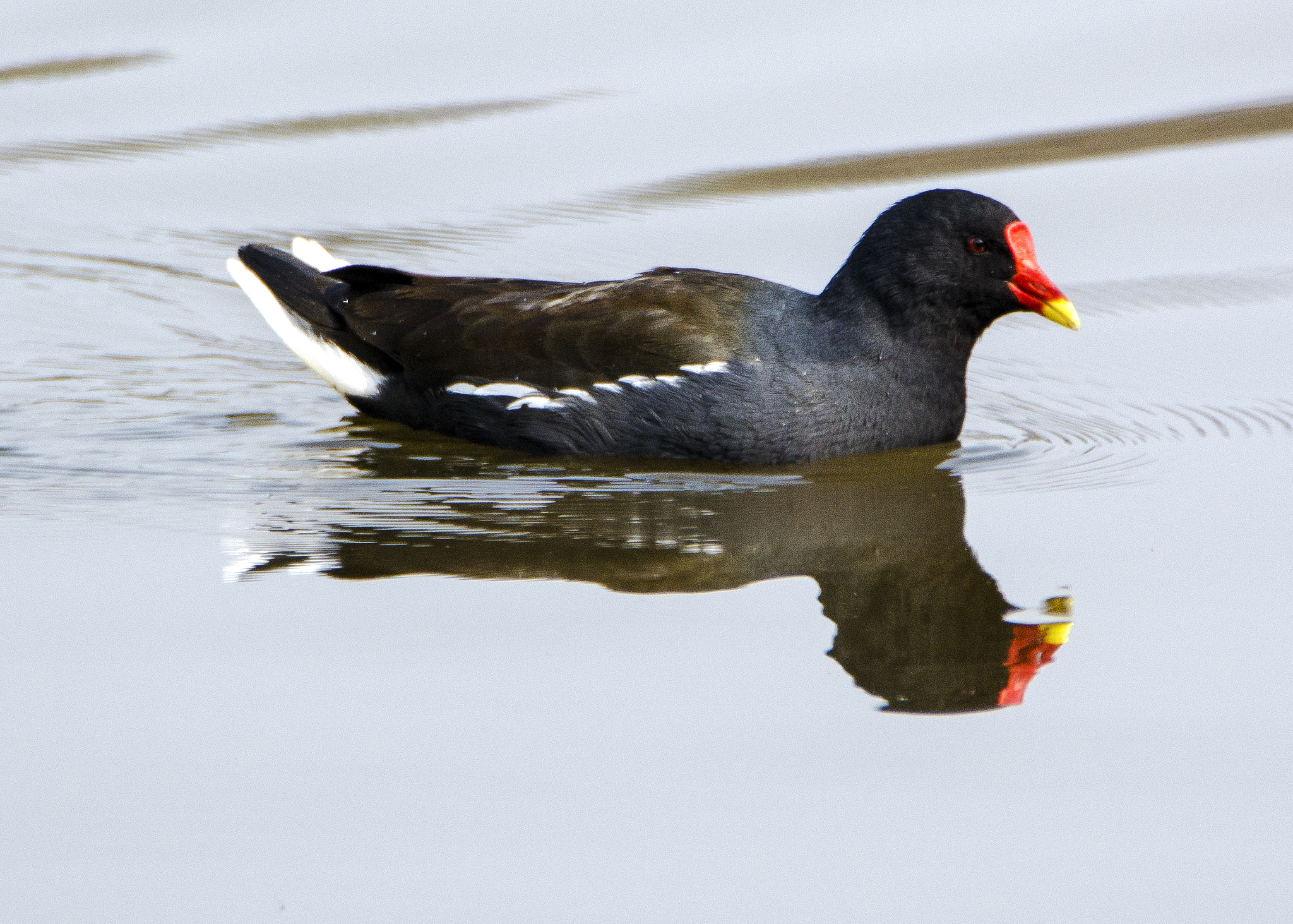 Nikon D7100 sample photo. Reflection photography