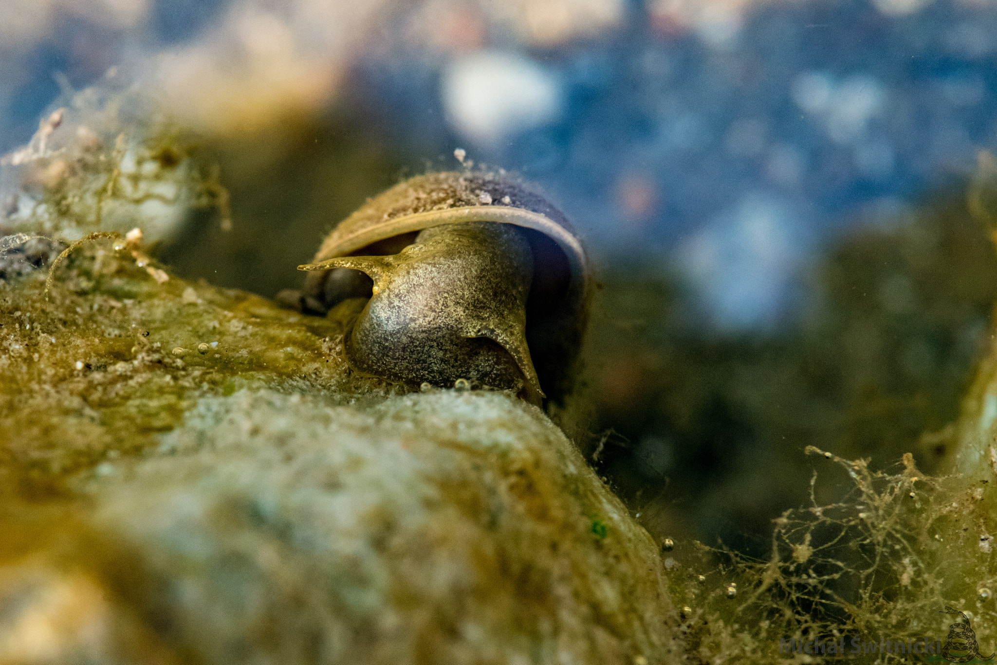 Pentax K-1 sample photo. Underwater snail macro photography