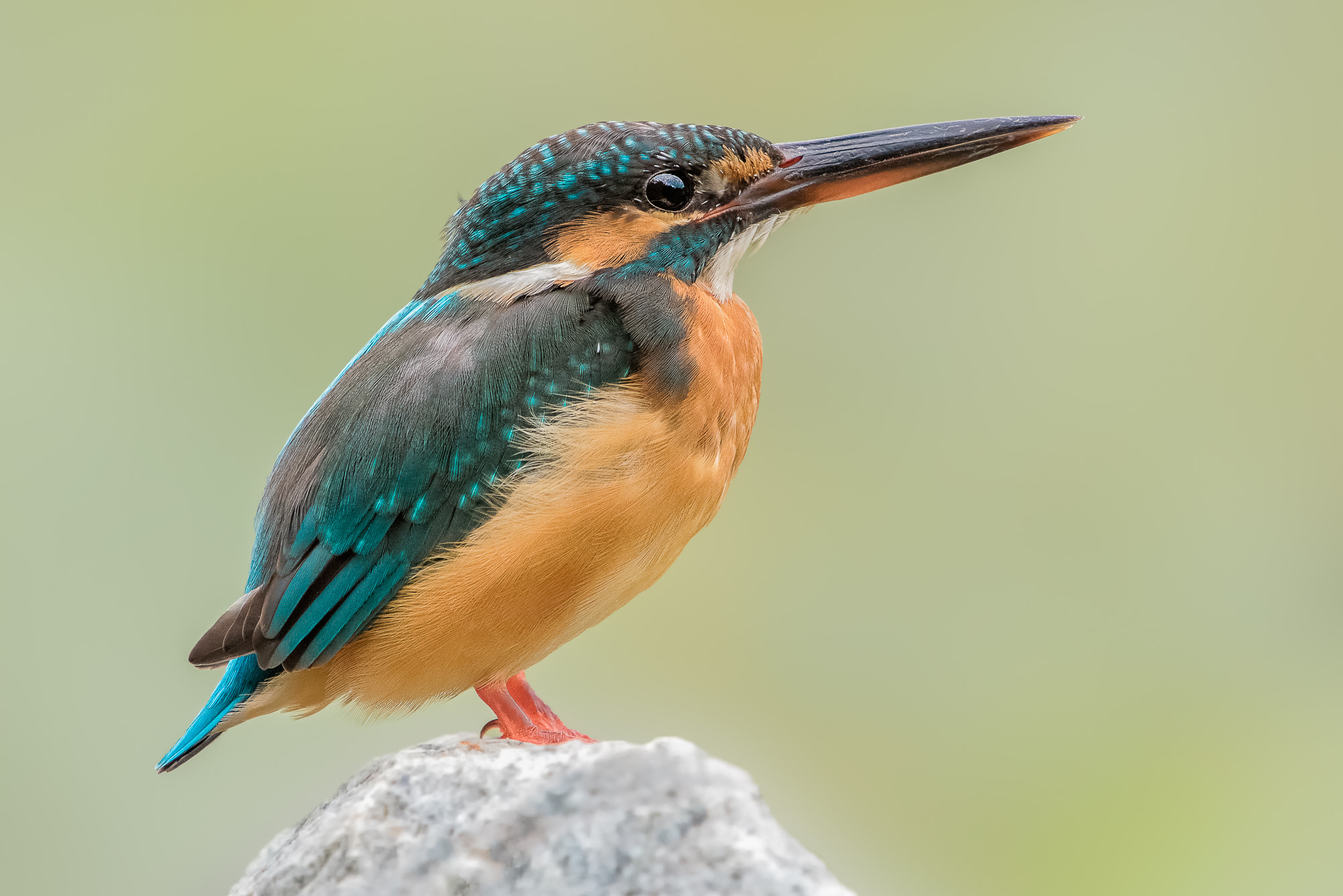 Nikon D810 + Nikon AF-S Nikkor 200-500mm F5.6E ED VR sample photo. Common kingfisher @ sbb photography