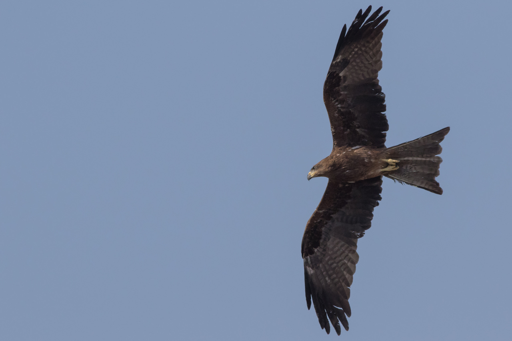 Canon EOS 7D Mark II + Canon EF 400mm F5.6L USM sample photo. In flight photography