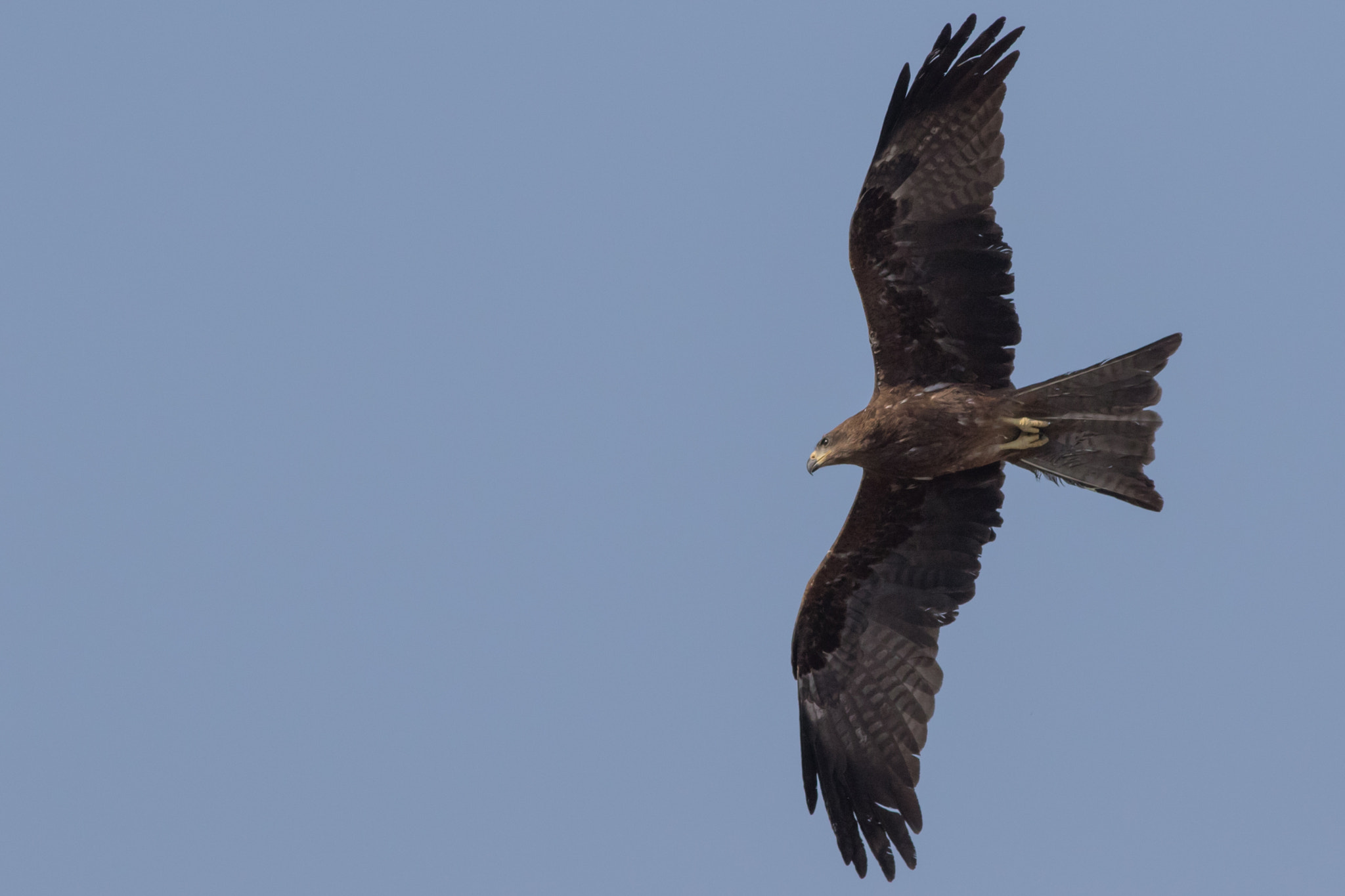 Canon EF 400mm F5.6L USM sample photo. In flight photography