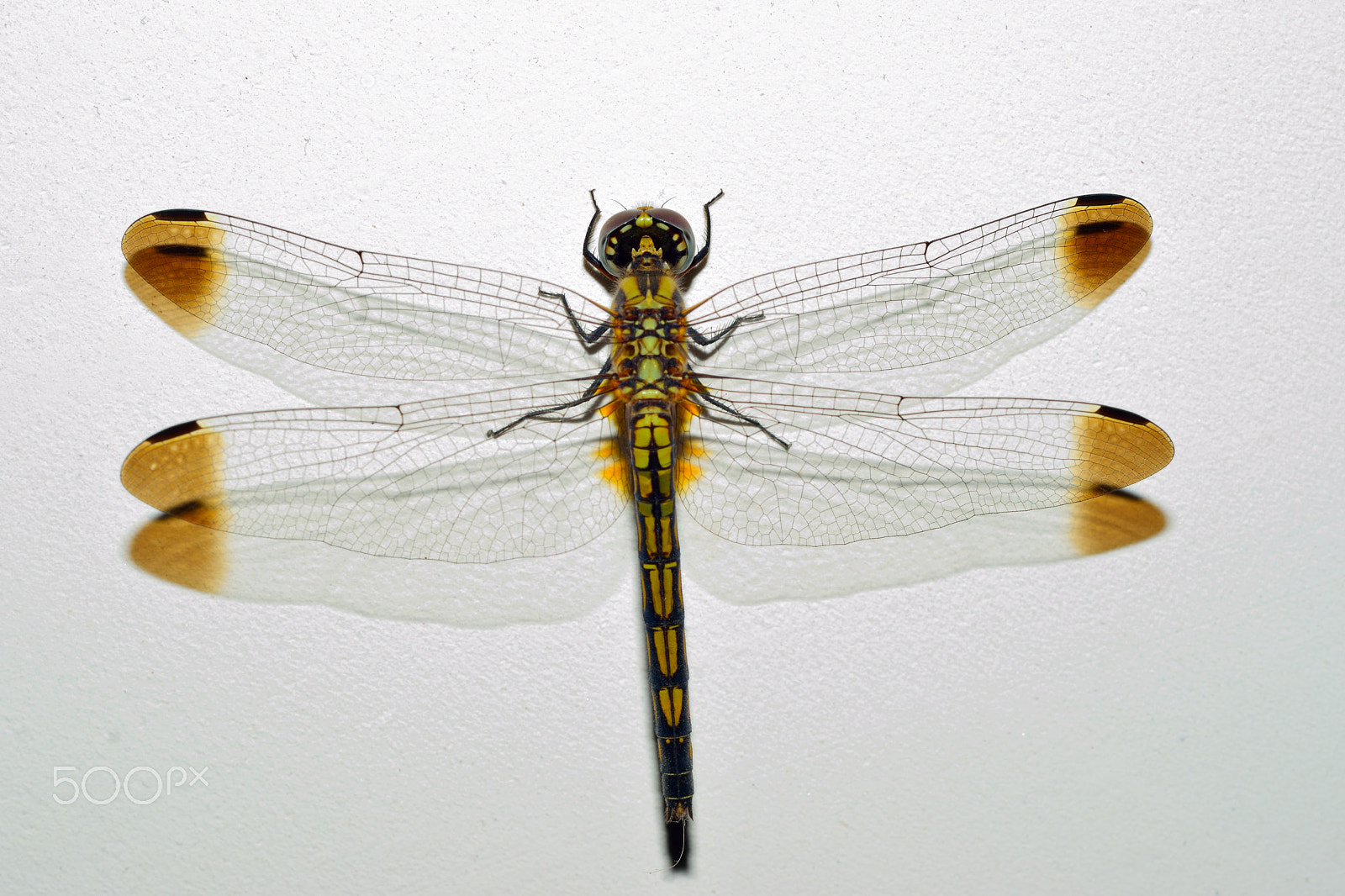 Nikon D3300 sample photo. The dragonfly photography