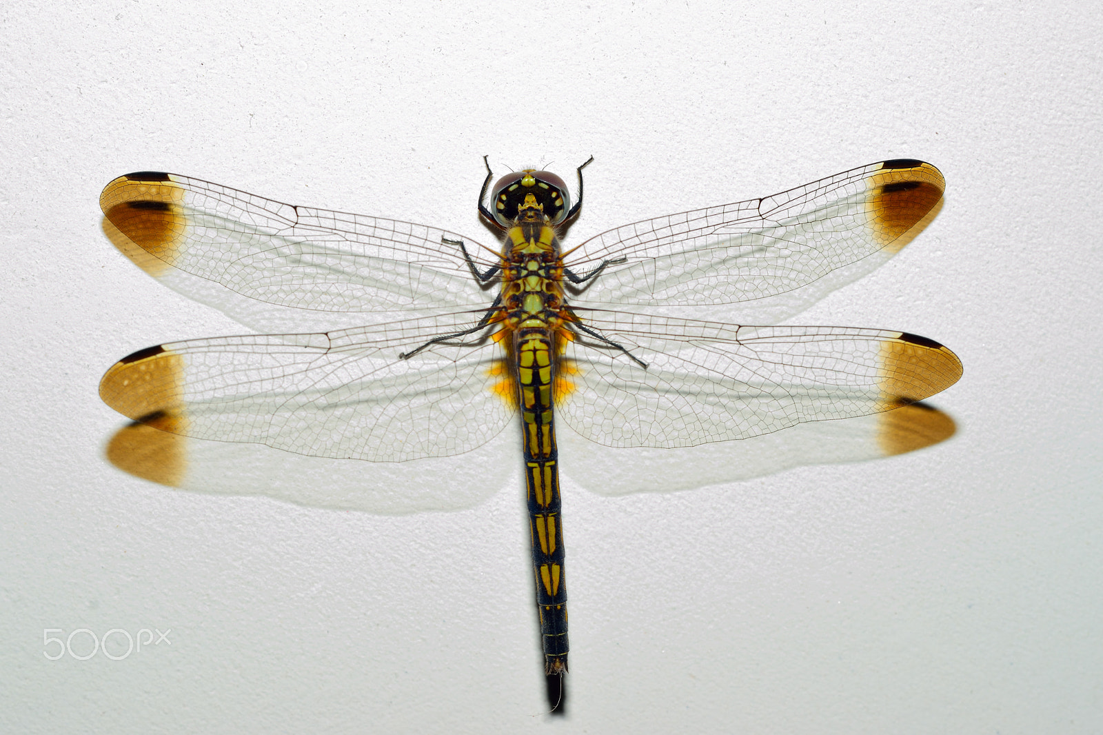 Nikon D3300 + Nikon AF Nikkor 50mm F1.8D sample photo. The dragonfly photography
