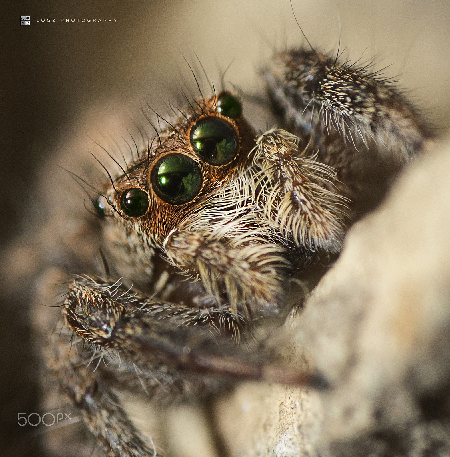 Nikon D500 sample photo. Jumping spider photography
