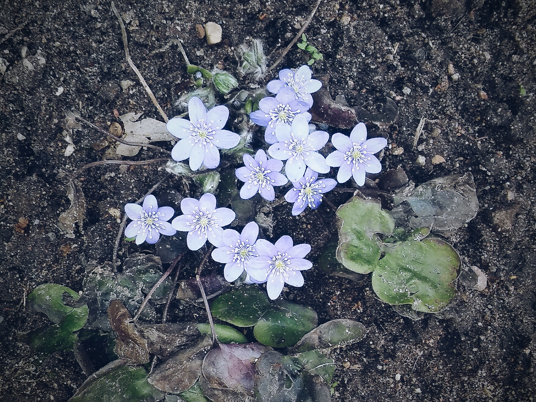LG SPIRIT 4G LTE sample photo. La fleur... photography