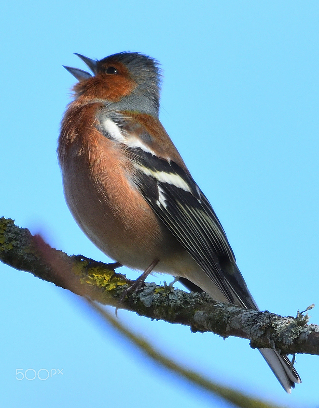 Nikon AF-S Nikkor 200-500mm F5.6E ED VR sample photo. Singing bird photography