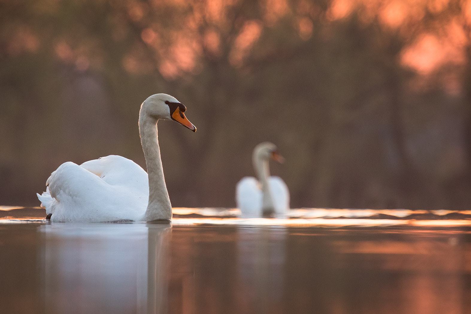 Canon EF 100-400mm F4.5-5.6L IS USM sample photo. Swans photography