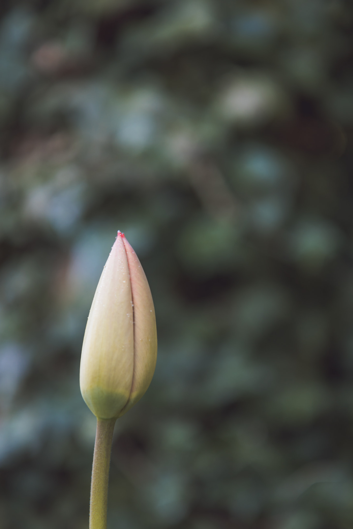 Canon EOS 750D (EOS Rebel T6i / EOS Kiss X8i) sample photo. Anticipation photography
