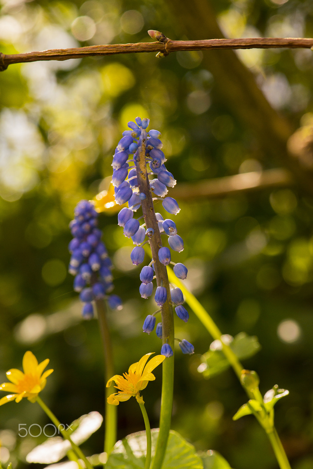 Nikon AF-S Micro-Nikkor 105mm F2.8G IF-ED VR sample photo. Sunny day photography