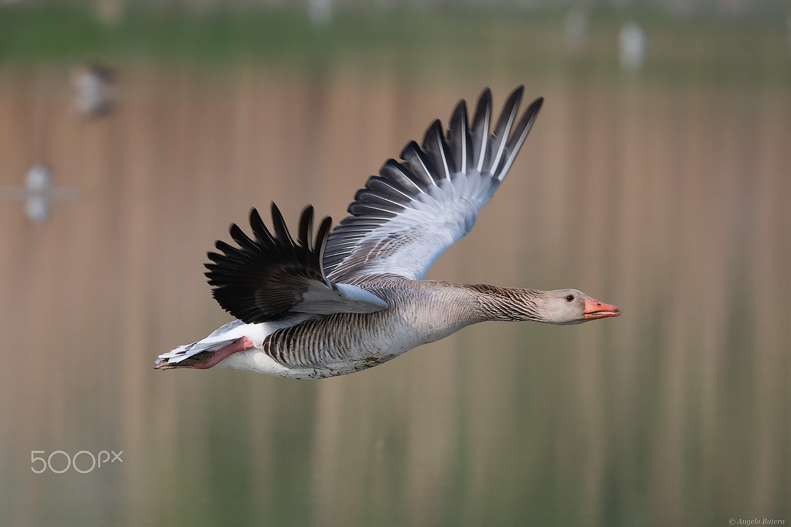 Sigma 150-600mm F5-6.3 DG OS HSM | S sample photo. Oca grigia photography