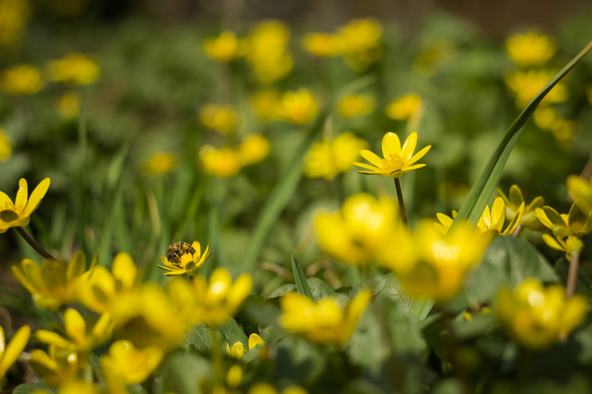 Canon EF 35-80mm f/4-5.6 sample photo. First spring flowers photography