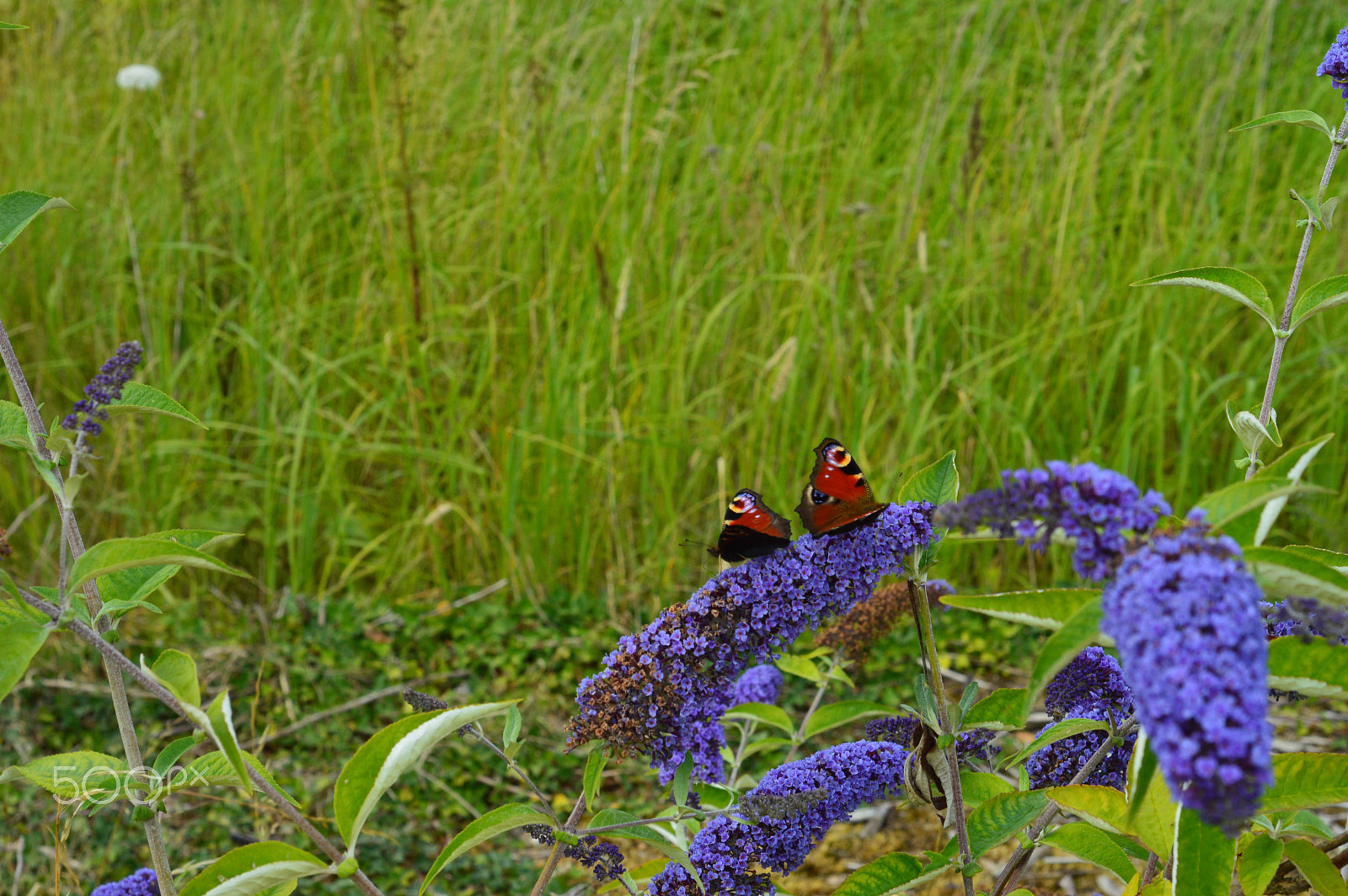 Nikon AF Nikkor 50mm F1.8D sample photo. Red buttlefly photography