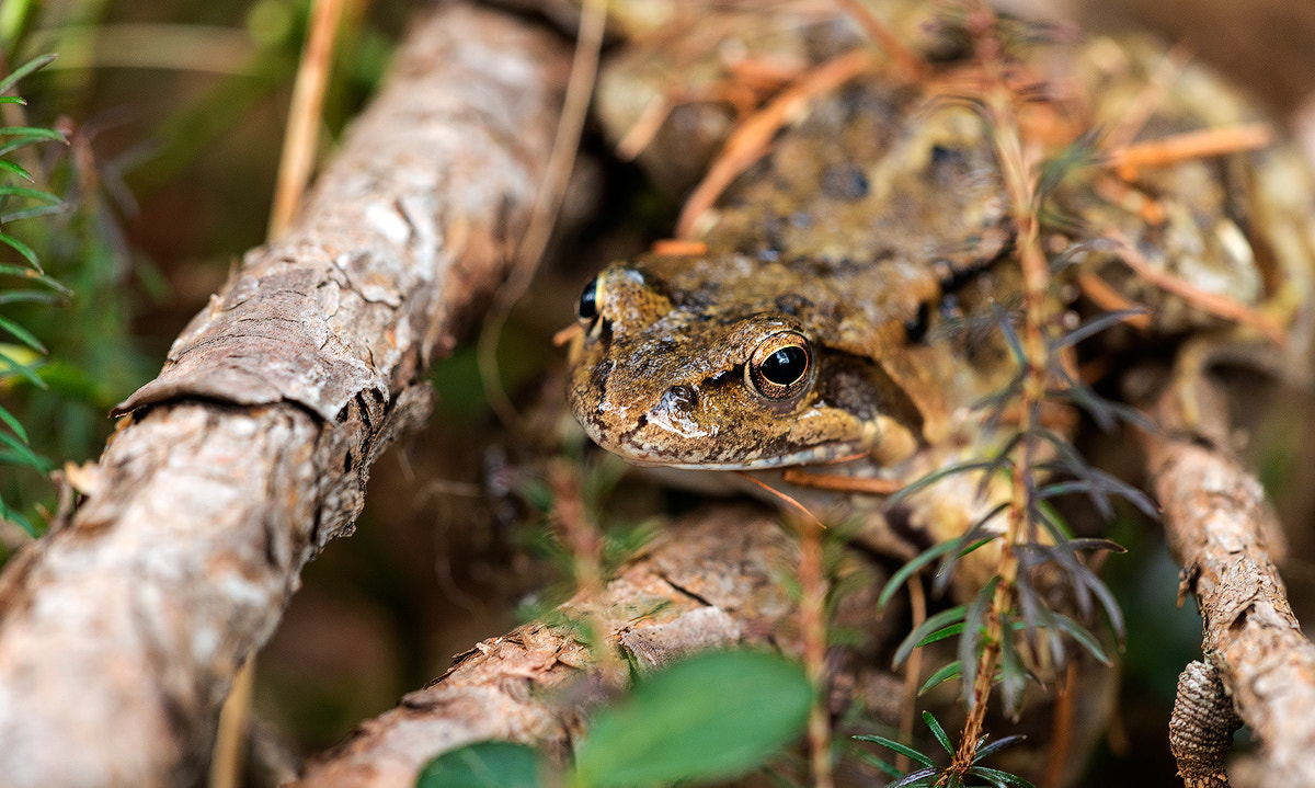 Nikon D800 + Sigma 150mm F2.8 EX DG Macro HSM sample photo. *** kröte *** photography