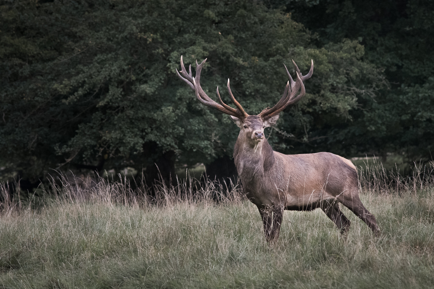 Nikon D7200 + Sigma 300mm F2.8 APO EX DG HSM sample photo. Stag-deer-dsc_5120.jpg photography