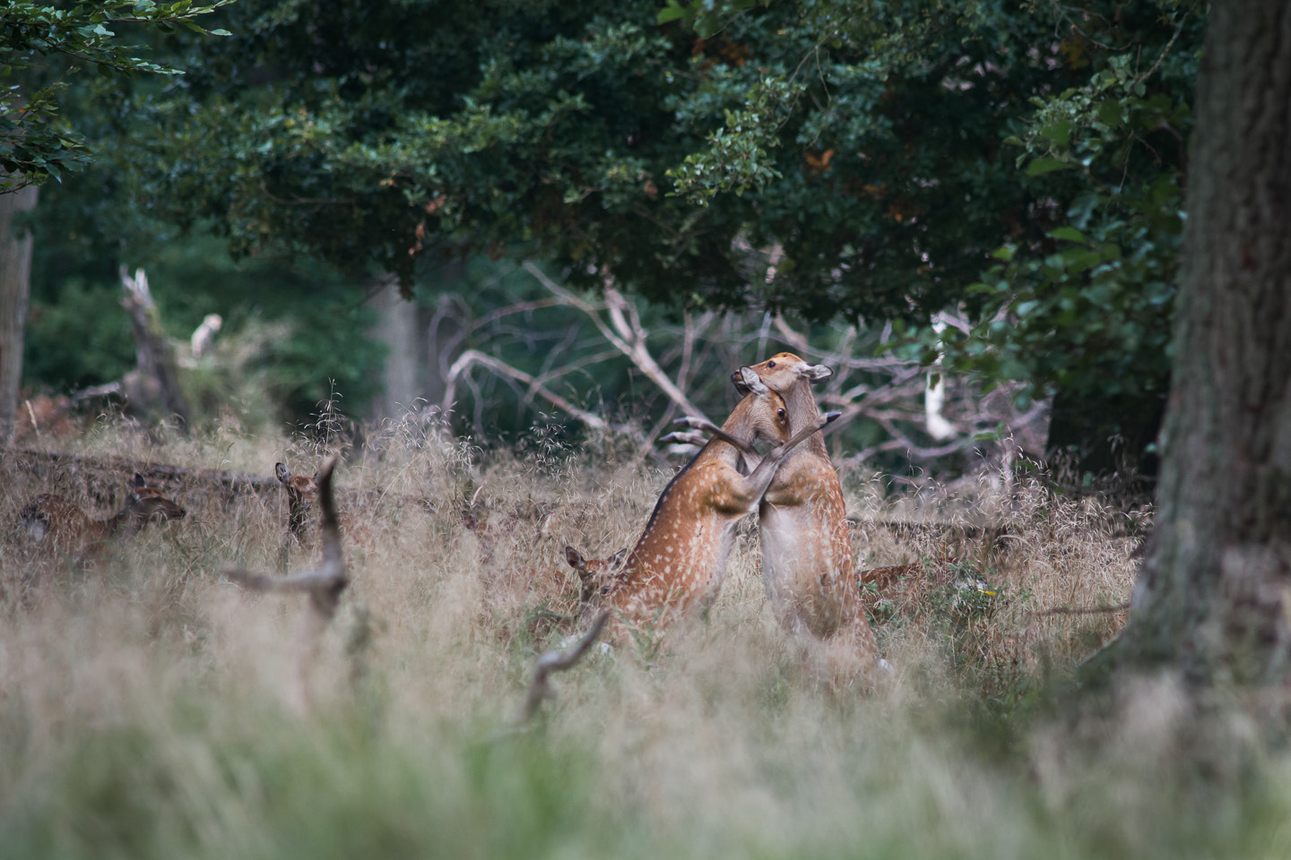 Nikon D7200 + Sigma 300mm F2.8 APO EX DG HSM sample photo. Fight.jpg photography