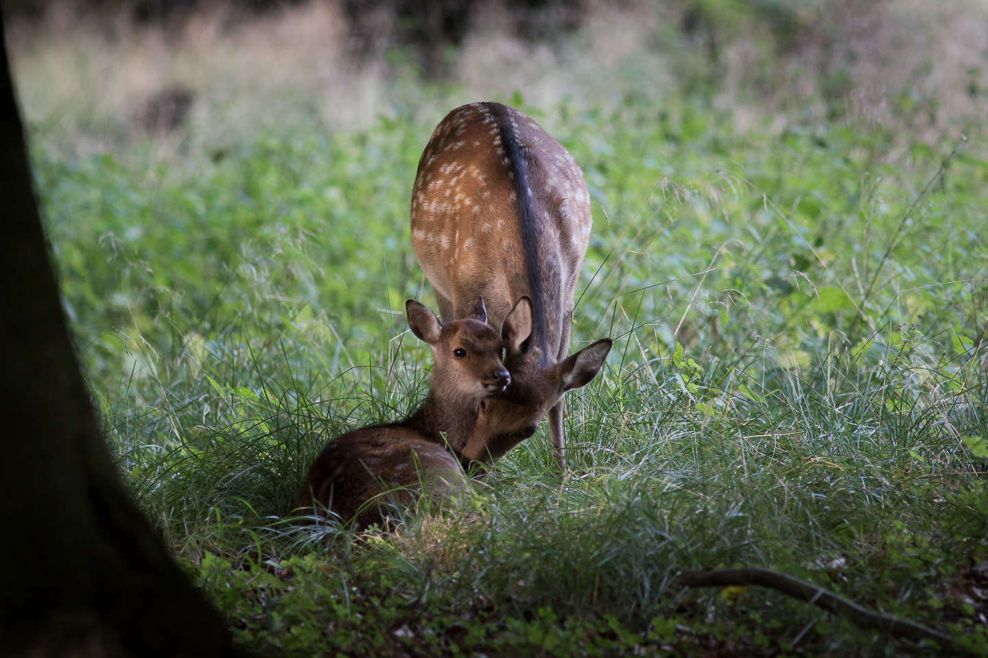 Nikon D7200 + Sigma 300mm F2.8 APO EX DG HSM sample photo. A mothers love.jpg photography