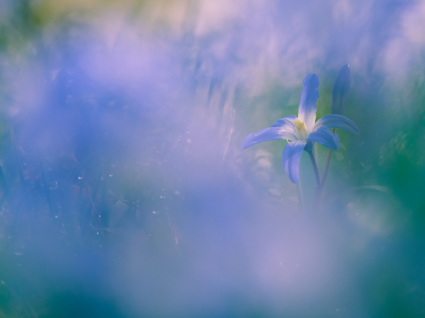 Nikon AF-S Micro-Nikkor 105mm F2.8G IF-ED VR sample photo. The little blue.jpg photography