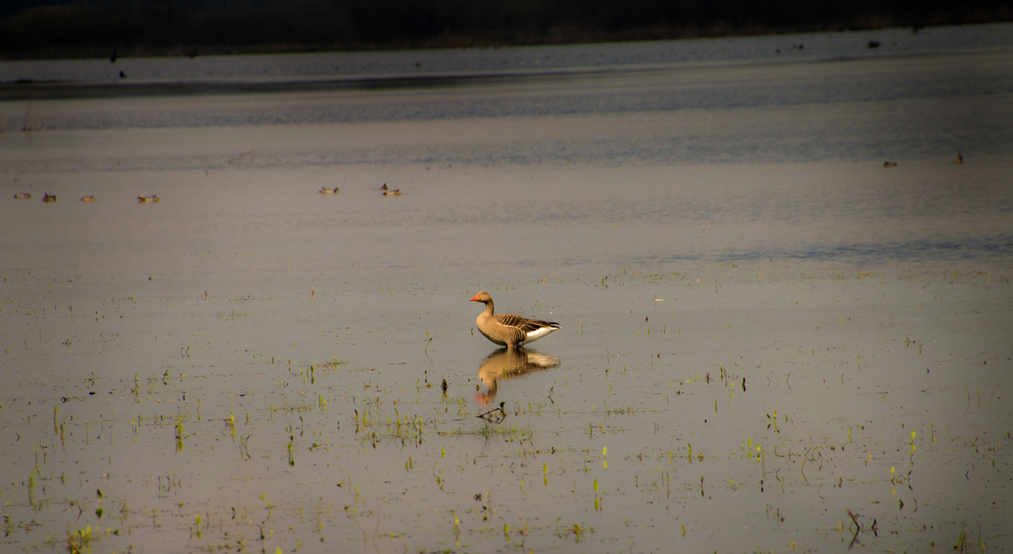 Canon EOS 70D + Tamron 18-270mm F3.5-6.3 Di II VC PZD sample photo. The goose photography