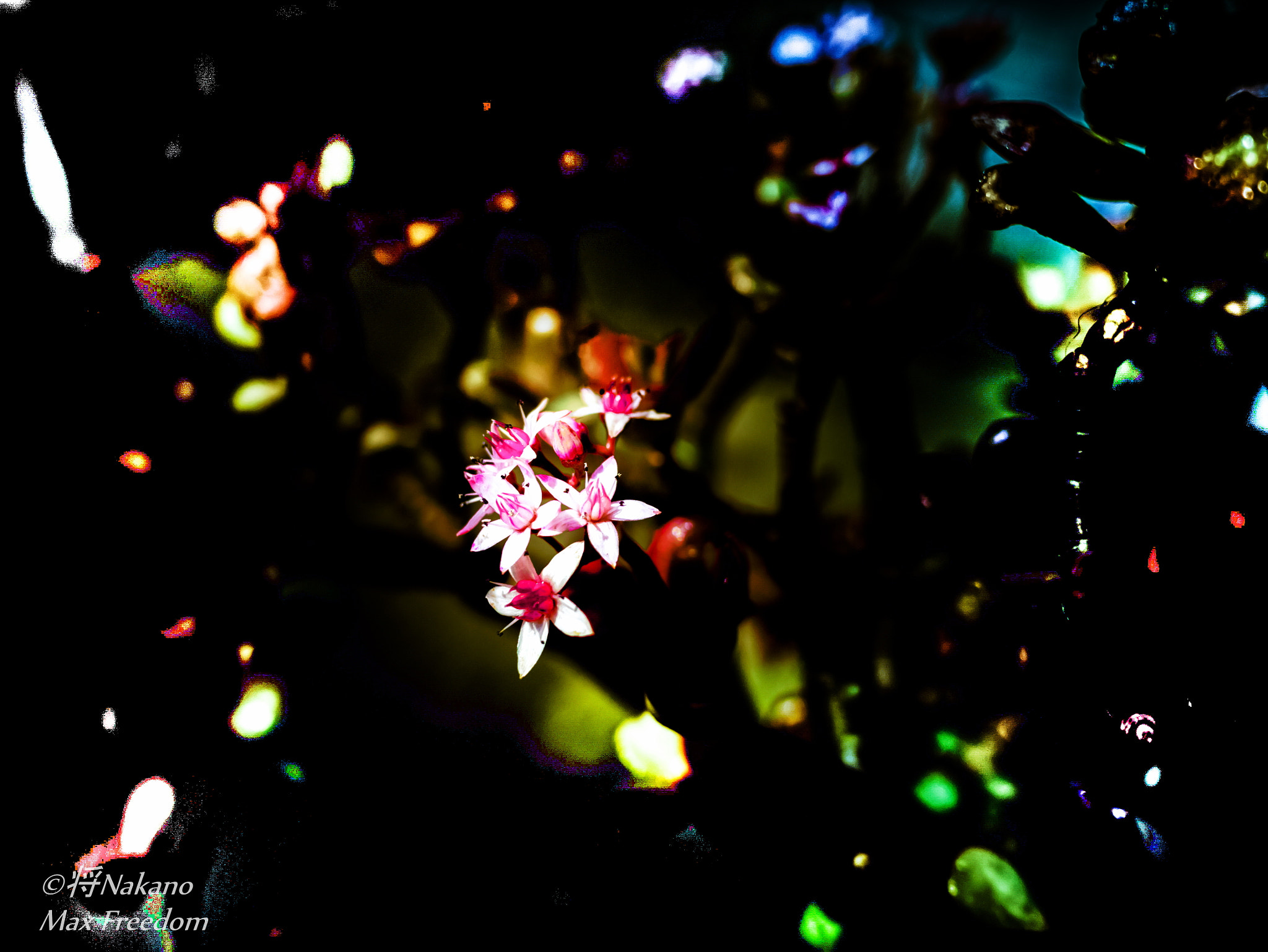 Panasonic DMC-GM1S + LEICA DG SUMMILUX 15/F1.7 sample photo. Blooming in a broken world photography