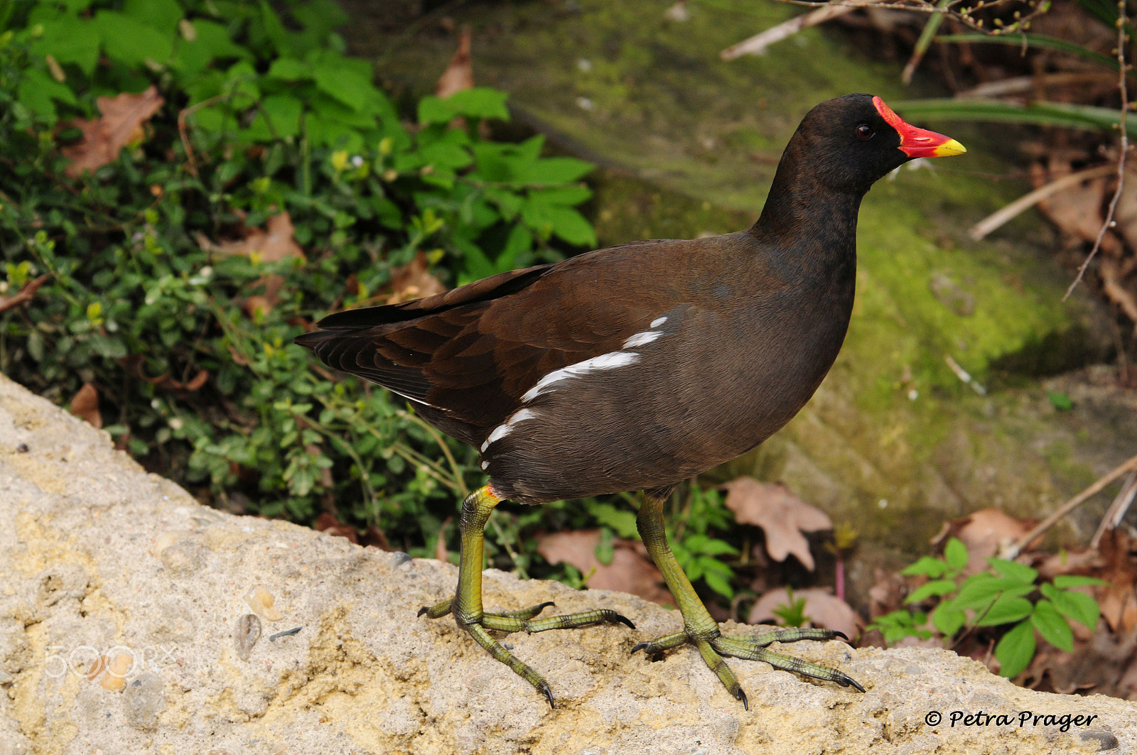 Nikon D300 sample photo. Teichhuhn photography