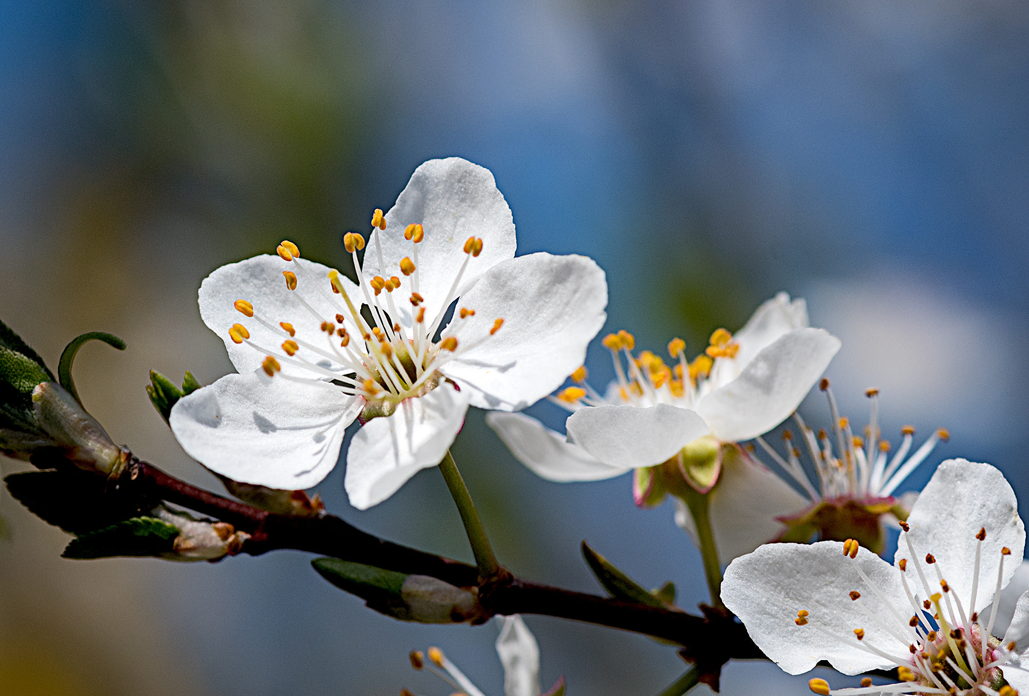 Nikon AF-S Micro-Nikkor 105mm F2.8G IF-ED VR sample photo. Spring flower photography
