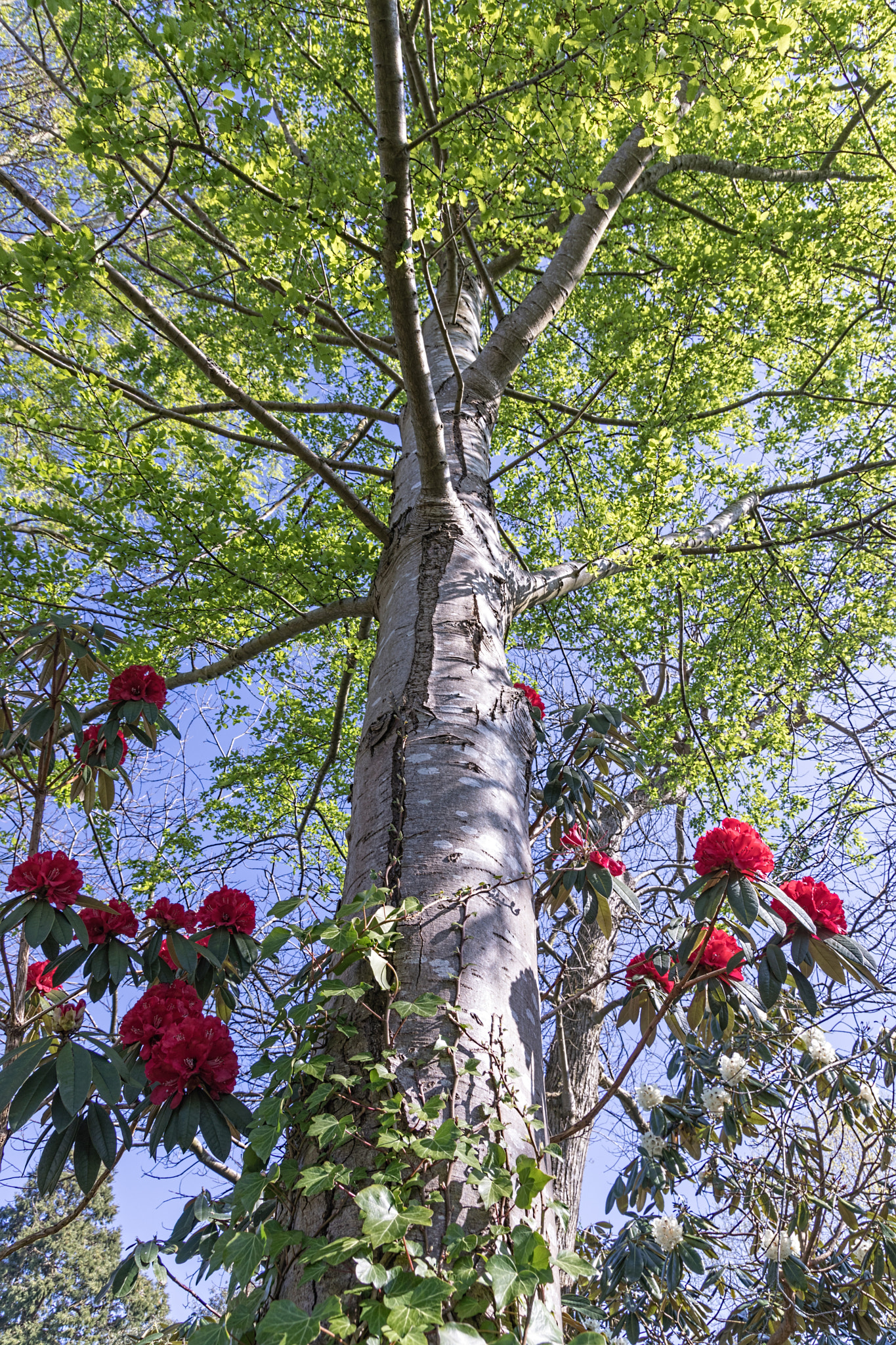 Canon EOS 5D Mark IV sample photo. Spring colours photography