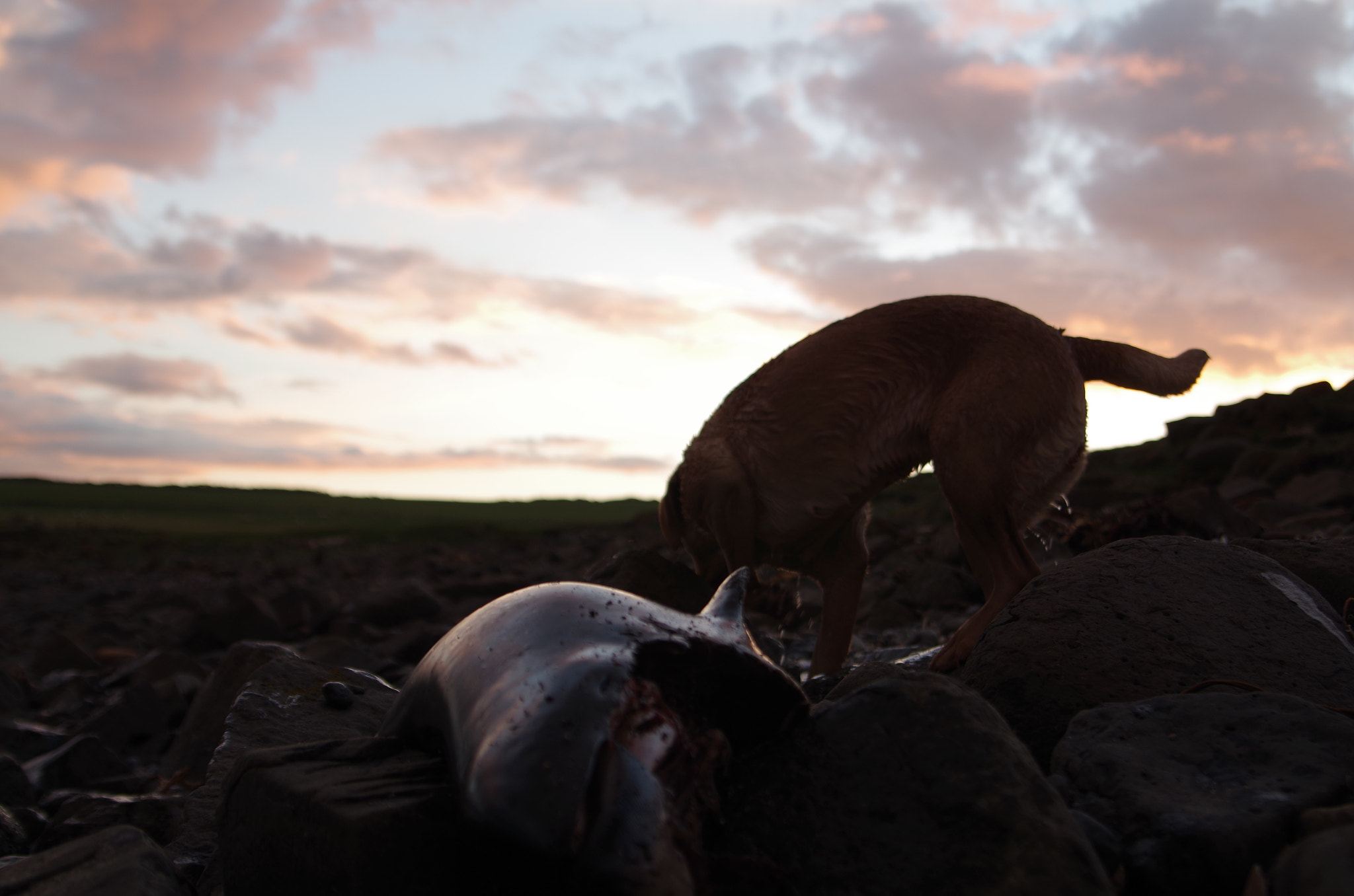 Pentax K-50 sample photo. This poor harbour porpoise was found washed up on the beach photography