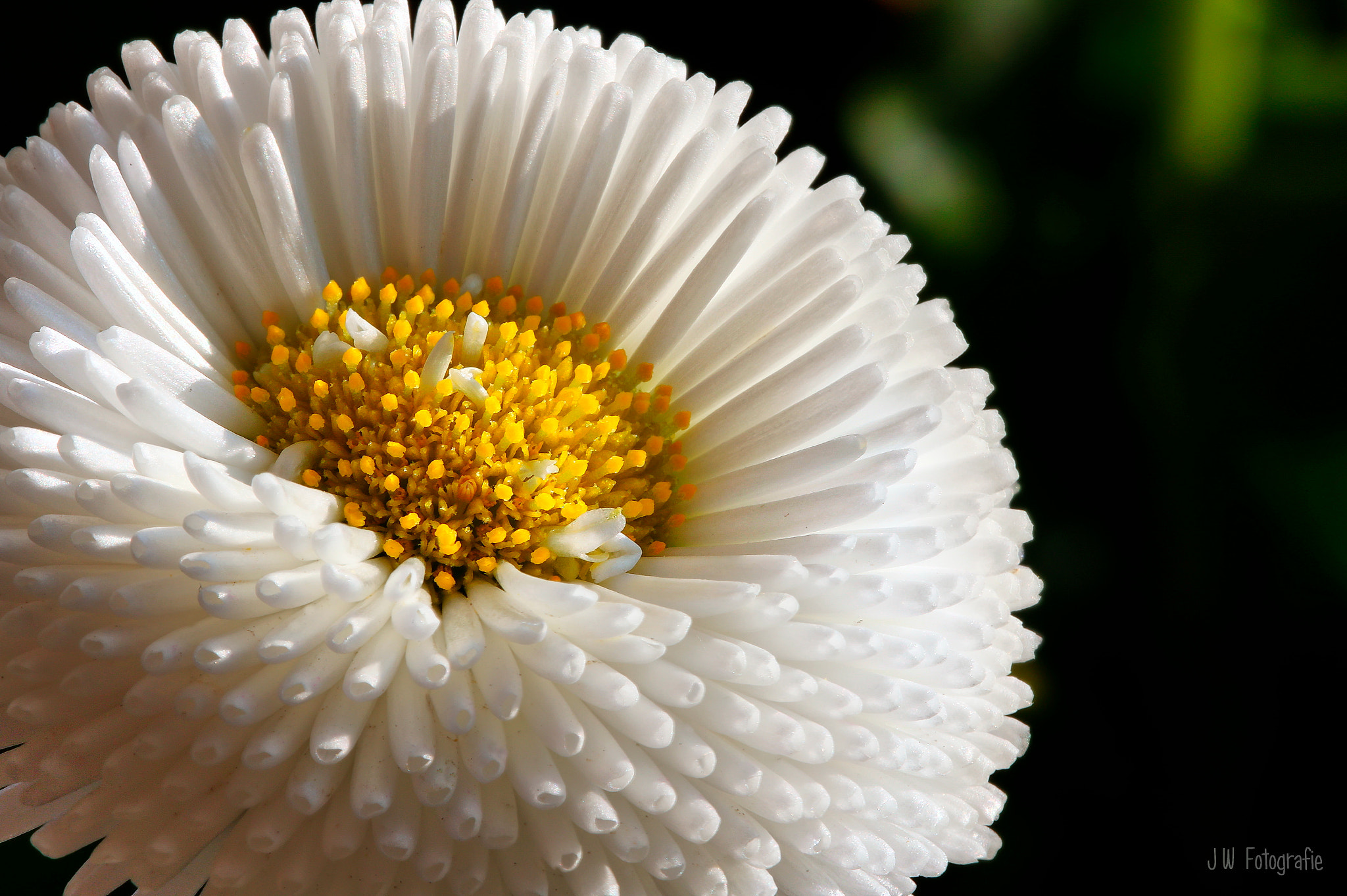 Canon EOS 70D sample photo. Bellis photography