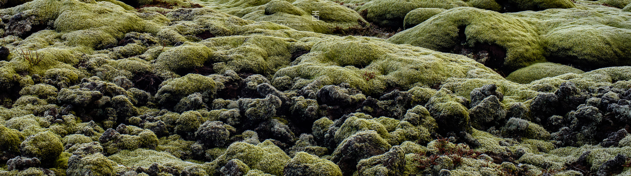 Nikon D810 sample photo. Icelandic moss over lava photography