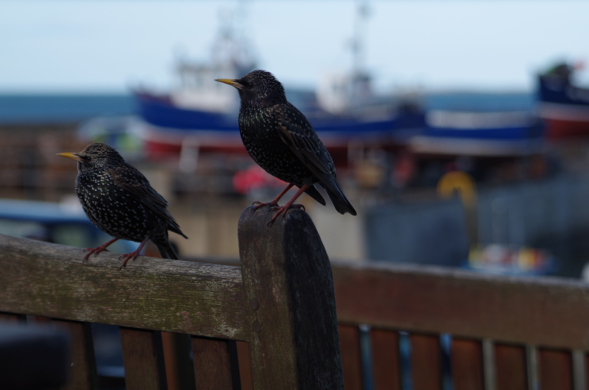Pentax K-50 sample photo