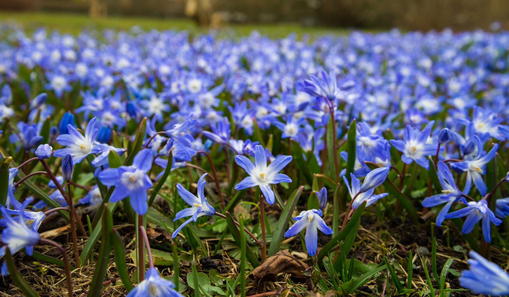 Nikon D600 sample photo. Spring photography